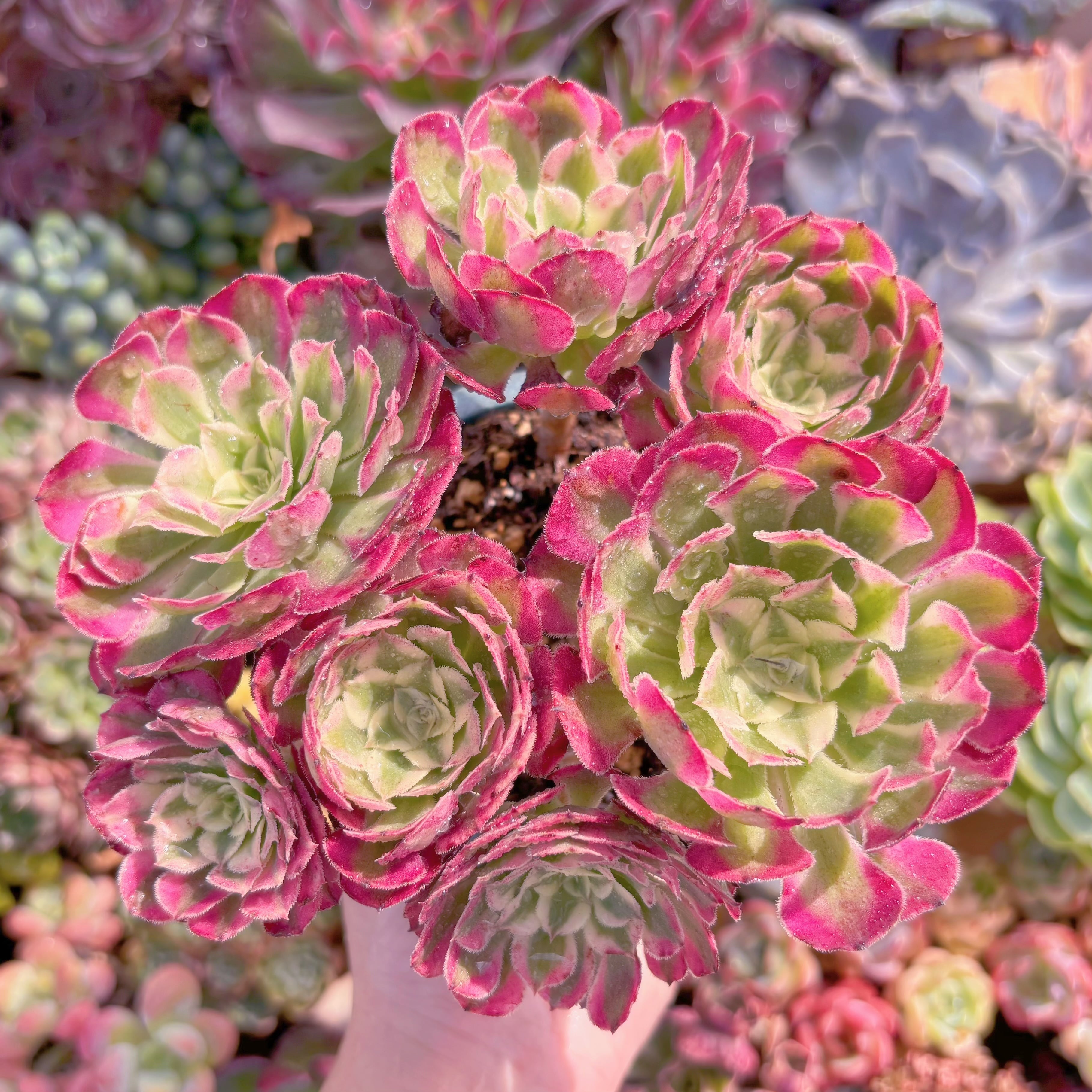 現品　ブラックチェリー#B16　大群生　るる農園