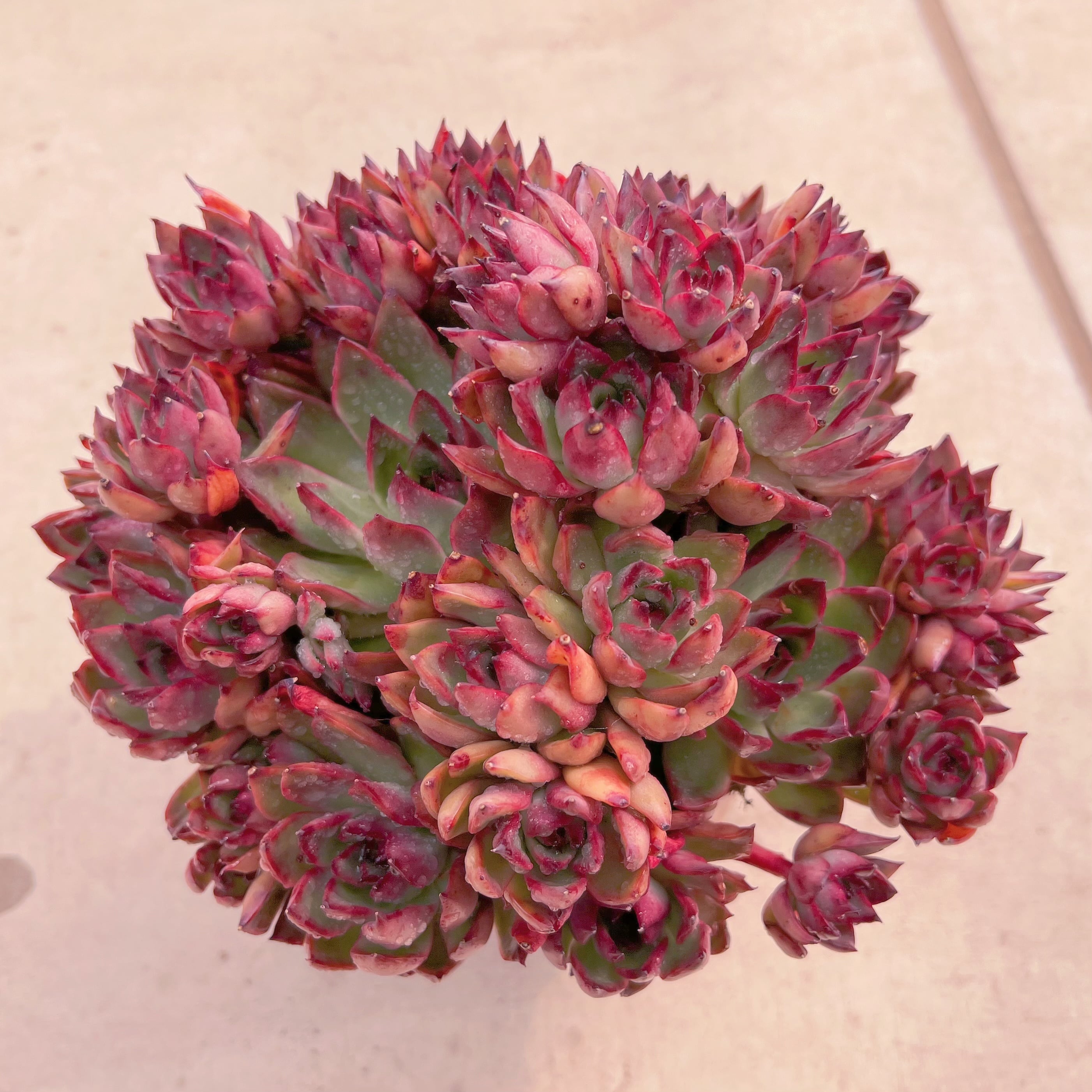 現品　Wild Horse#030　特大大群生　直径約28cm 　るる農園