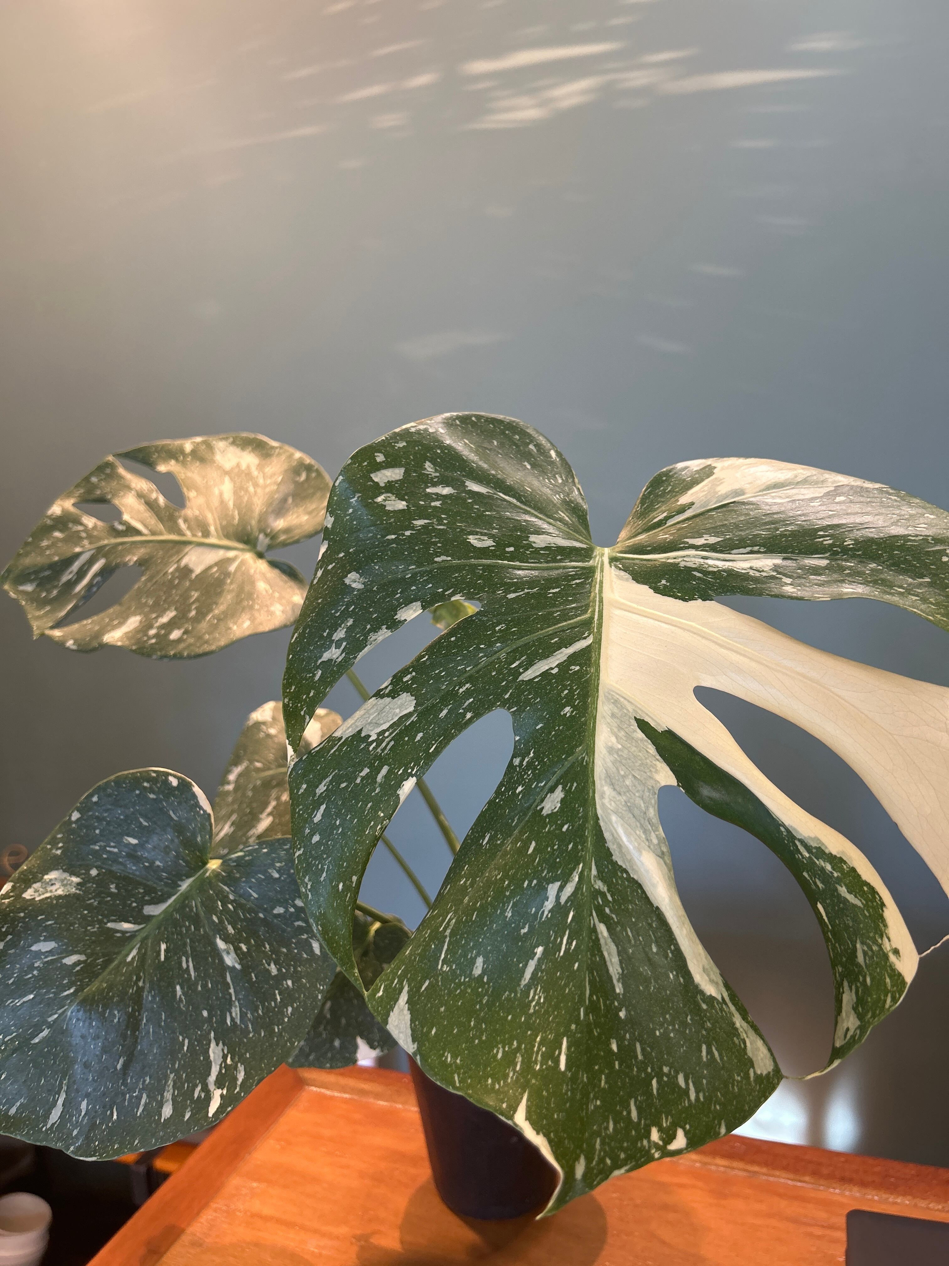 モンステラ 斑入り3.5号 | 植物との暮らし apricot