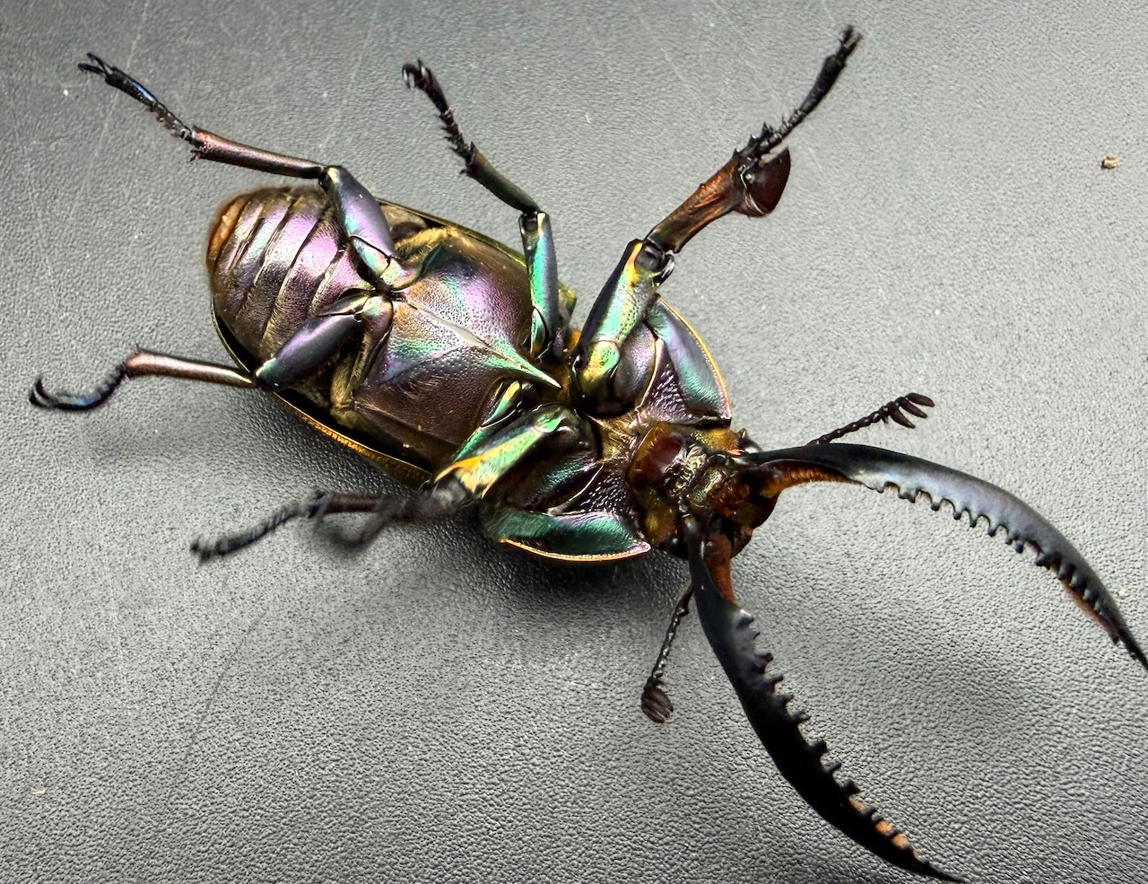 【WD】♀ブルー系《パプアキンイロクワガタ 52mm A'品ペア》