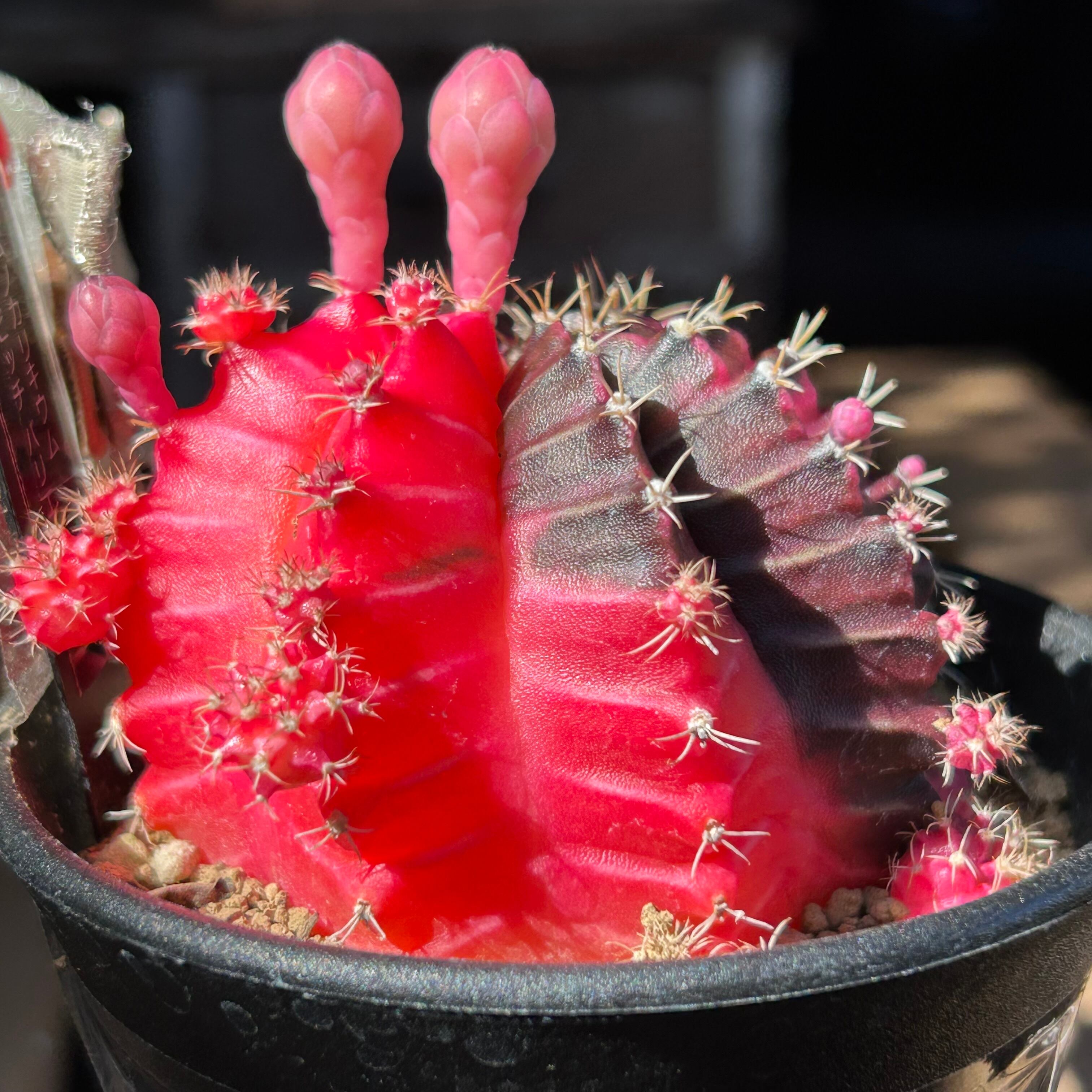T)③ミハノビッチ バリエガータ ギムノカリウム | RuPo 多肉植物専門店