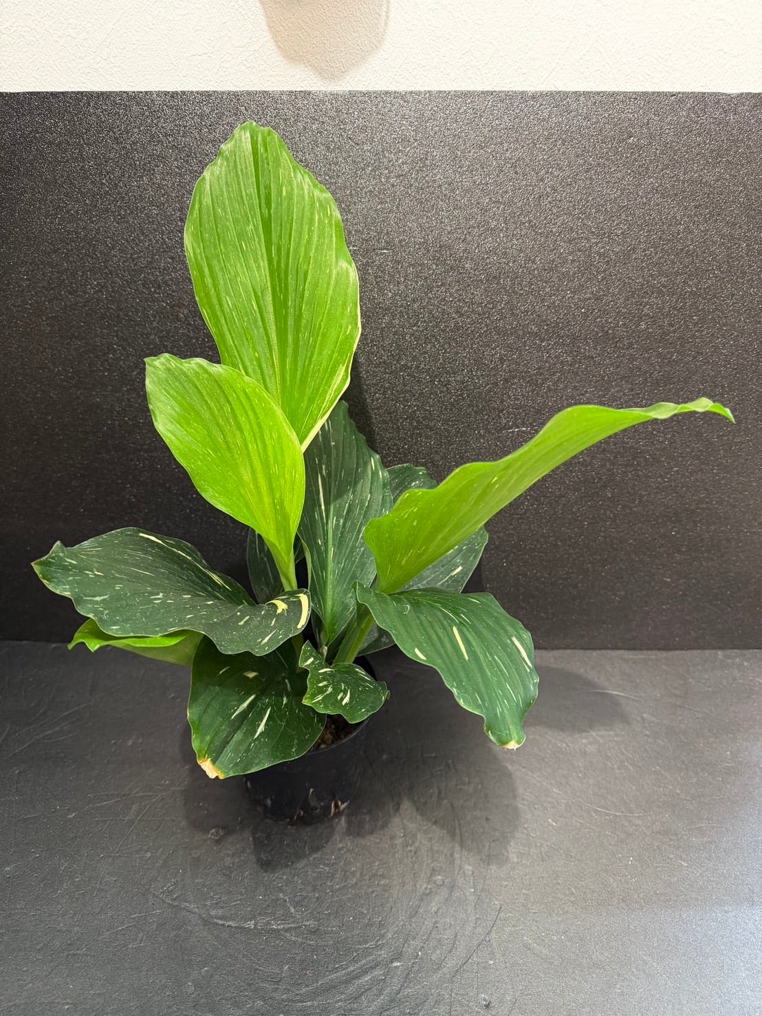 ケンフェリア・アルボ・バリエガータ ① 観葉植物 4.0号 希少 | 観葉