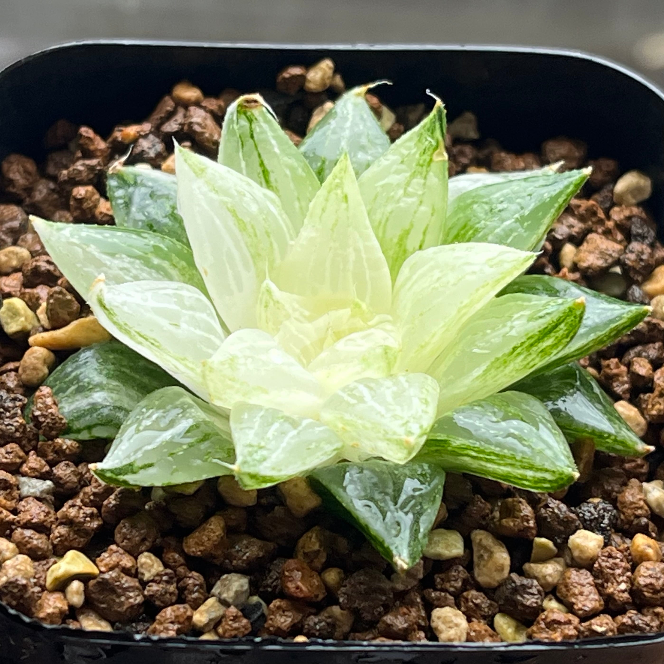 ALL ITEM | mocono_plants