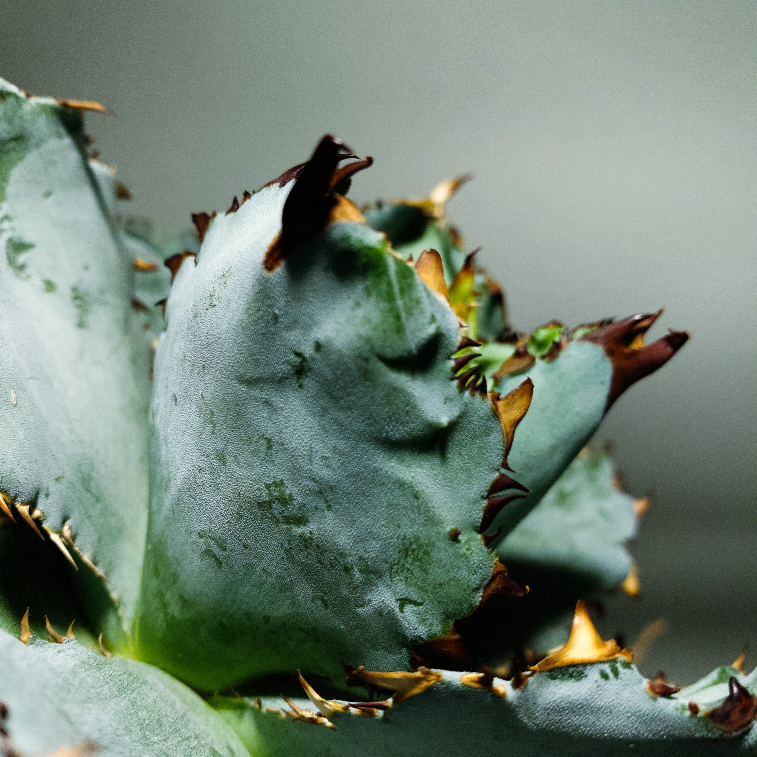 プランツレター