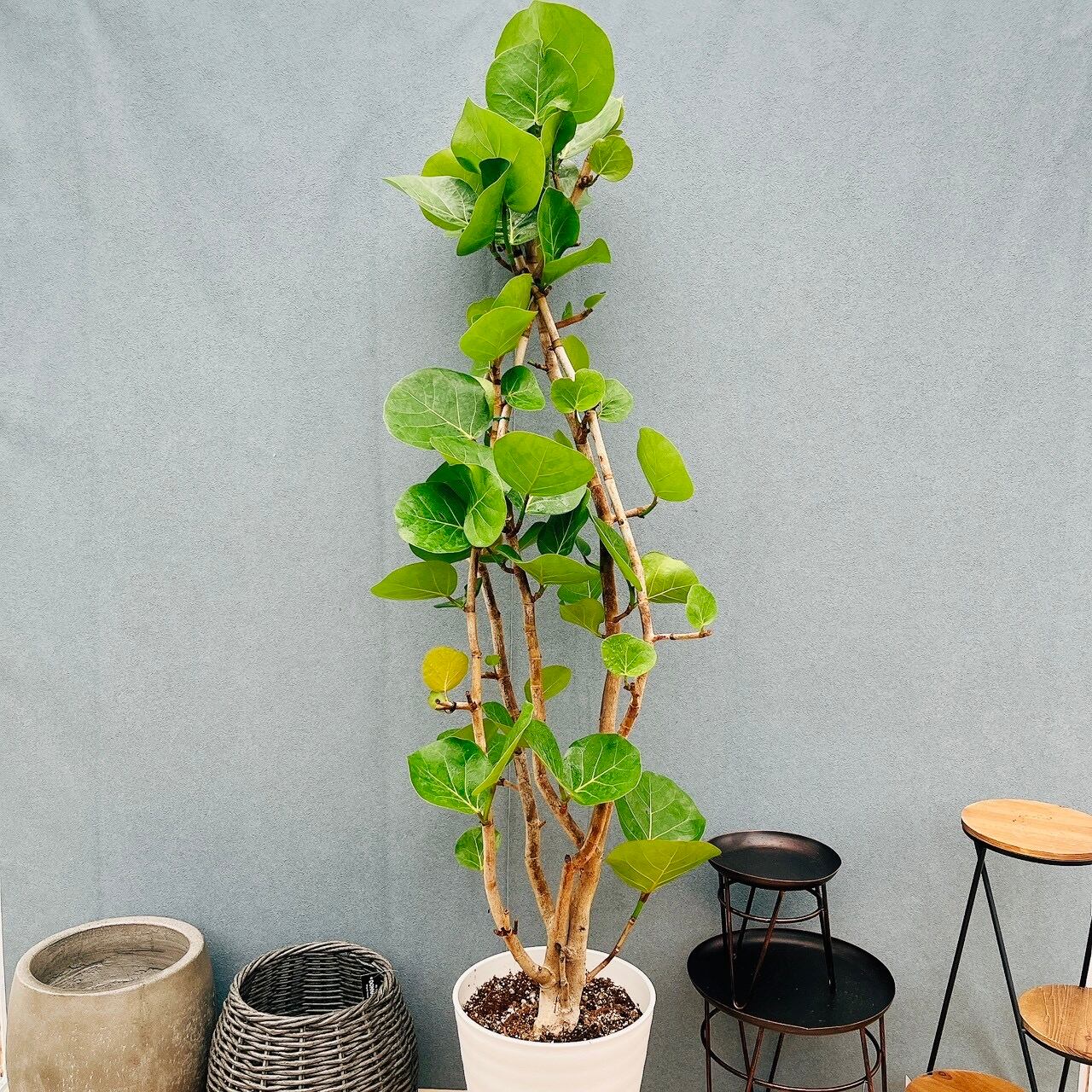 現品］【希少】J キンモウコウ 7号 観葉植物 レア 室内 希少 おしゃれ