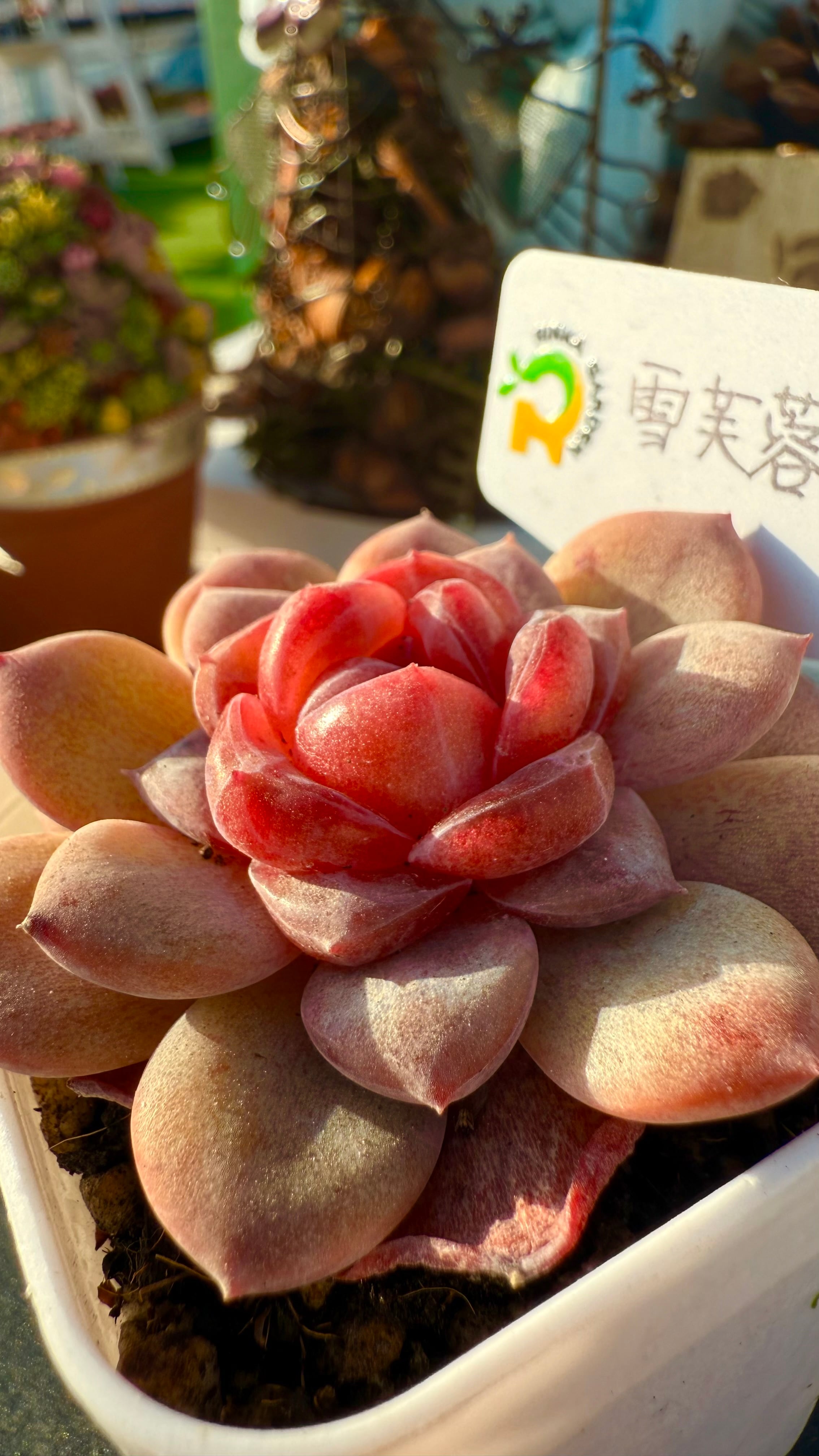 凛華様。多肉植物。 五点 雪芙蓉』糖心多肉 | 凛花ガーデン