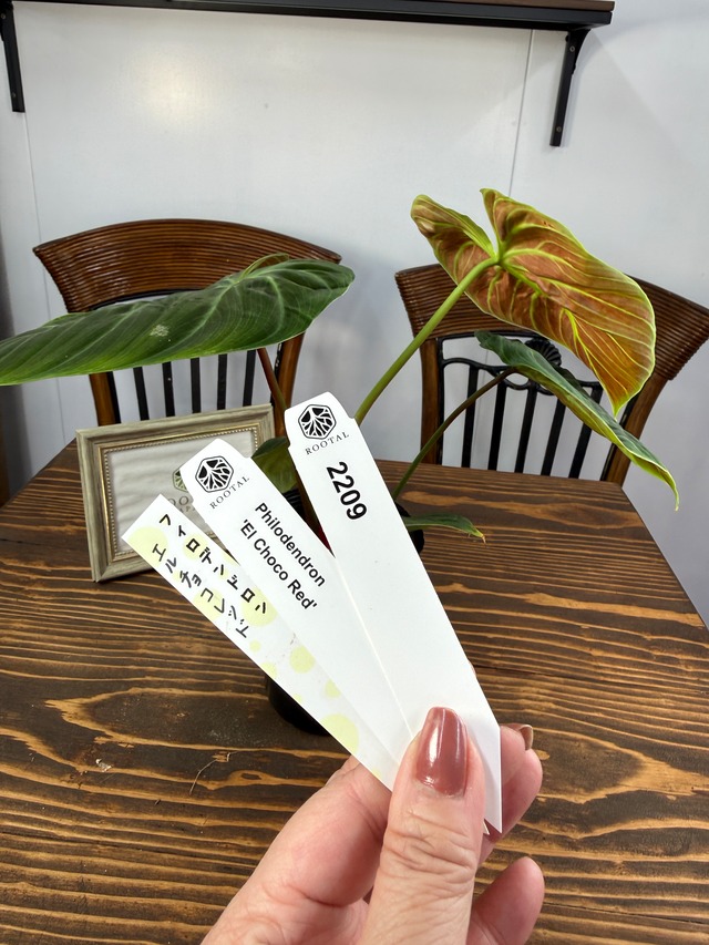 ★2209 フィロデンドロン　エルチョコレッド（3.5号ポット）※少々、葉傷みあり