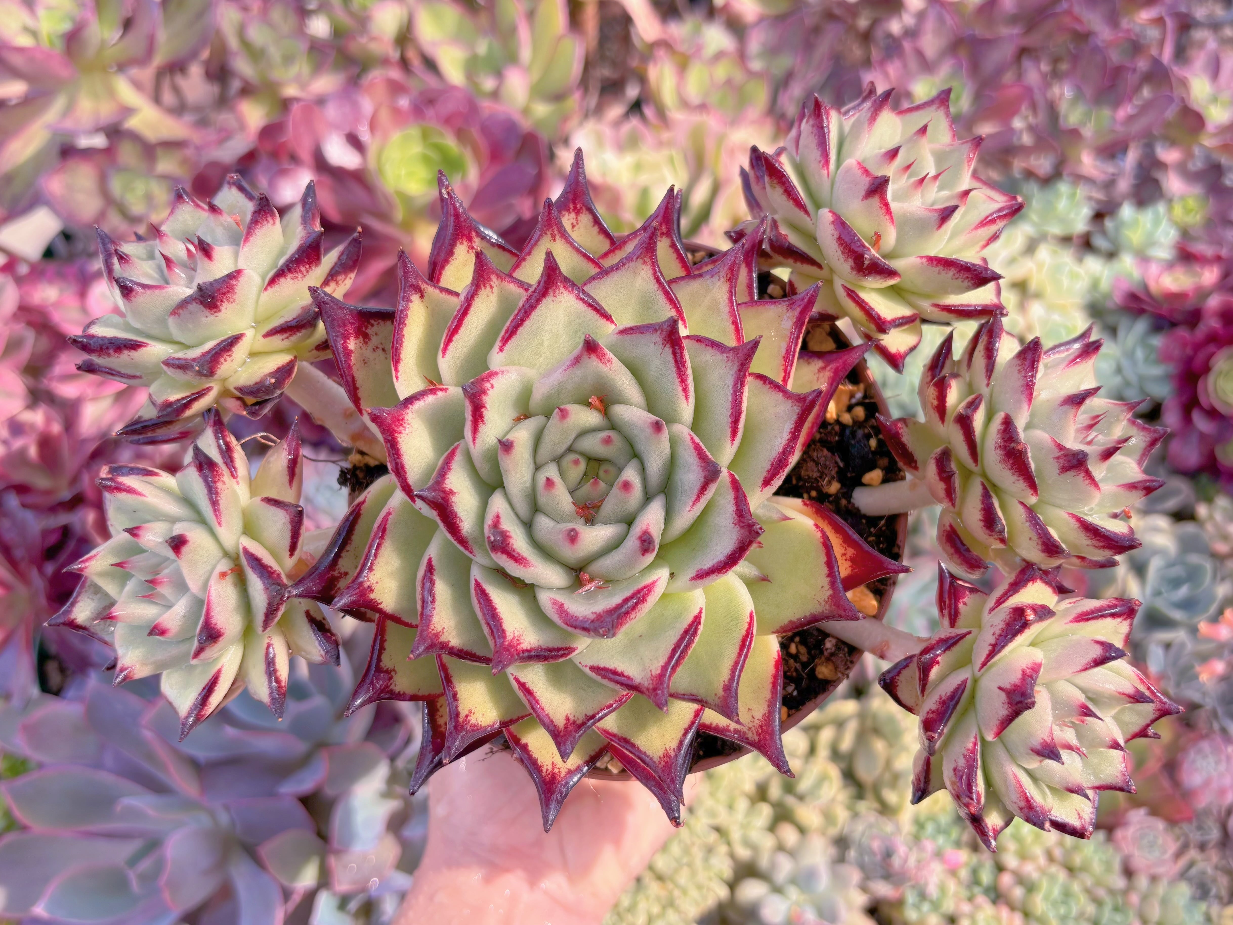 現品　モナ・リザ#1179　特大群生　るる農園