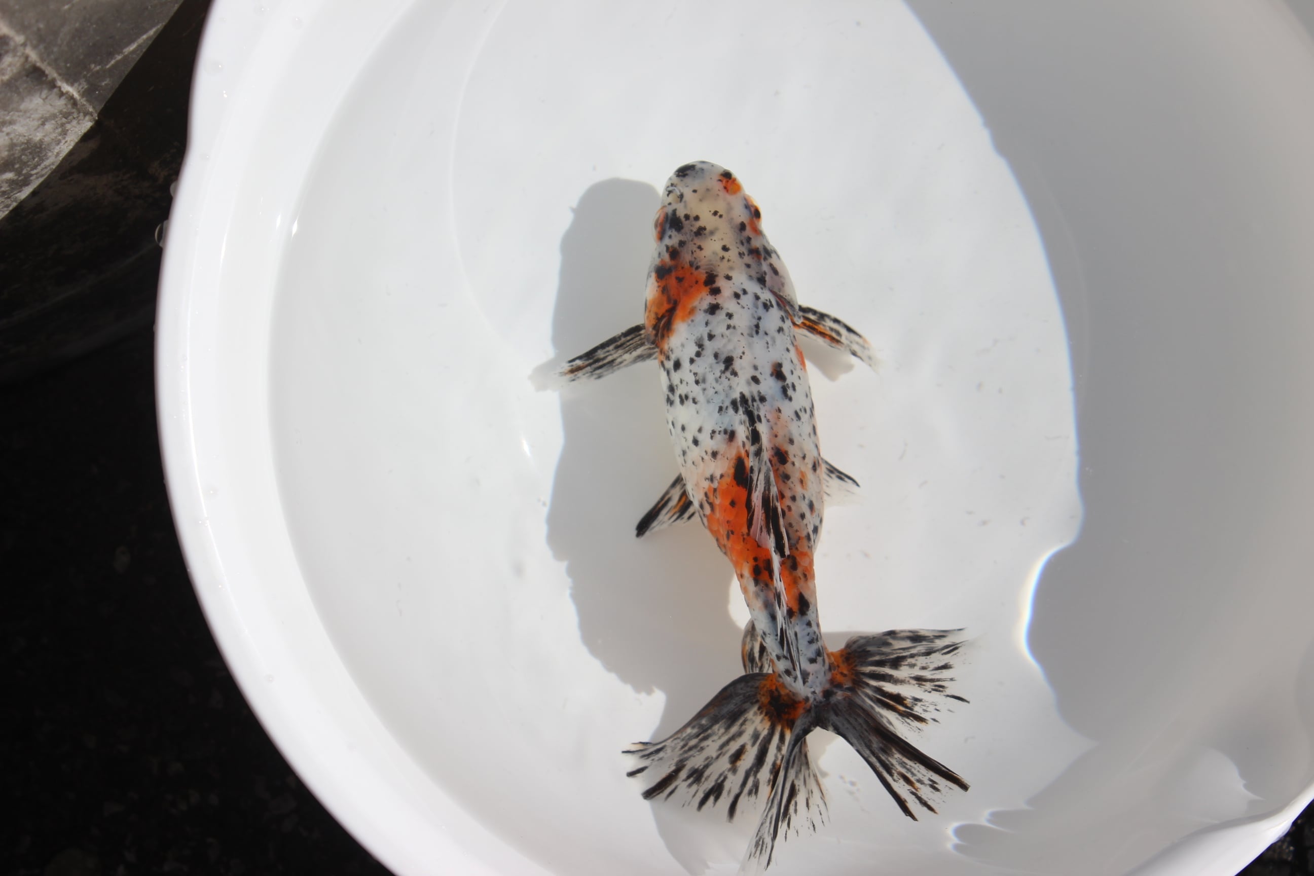 上物】志村養魚場産 三才 江戸地金 ＃1104-03 | 金魚専門店 和の美