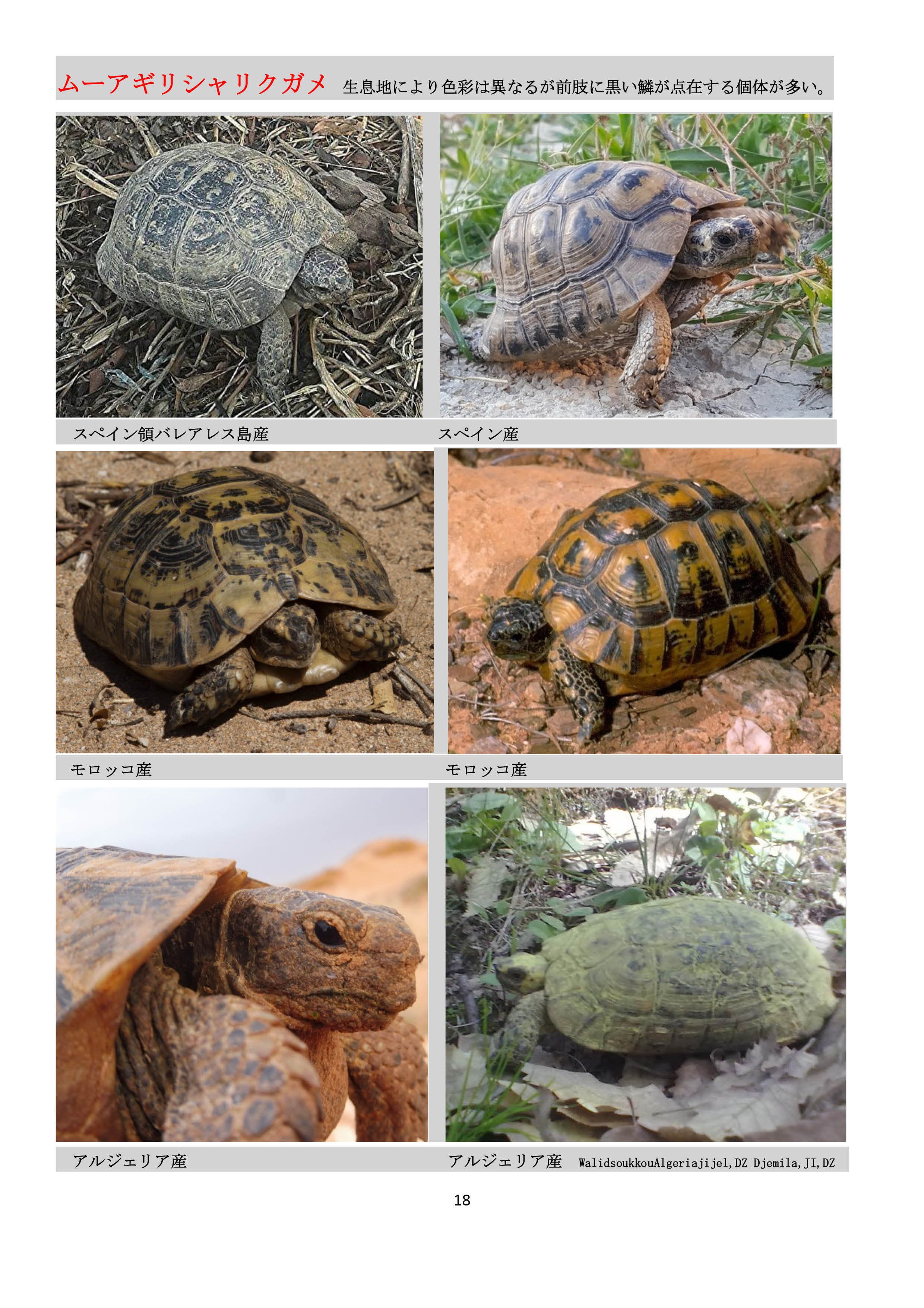 世界のカメ 潜頸亜目 Ⅰ リクガメ科 | megaamazonia