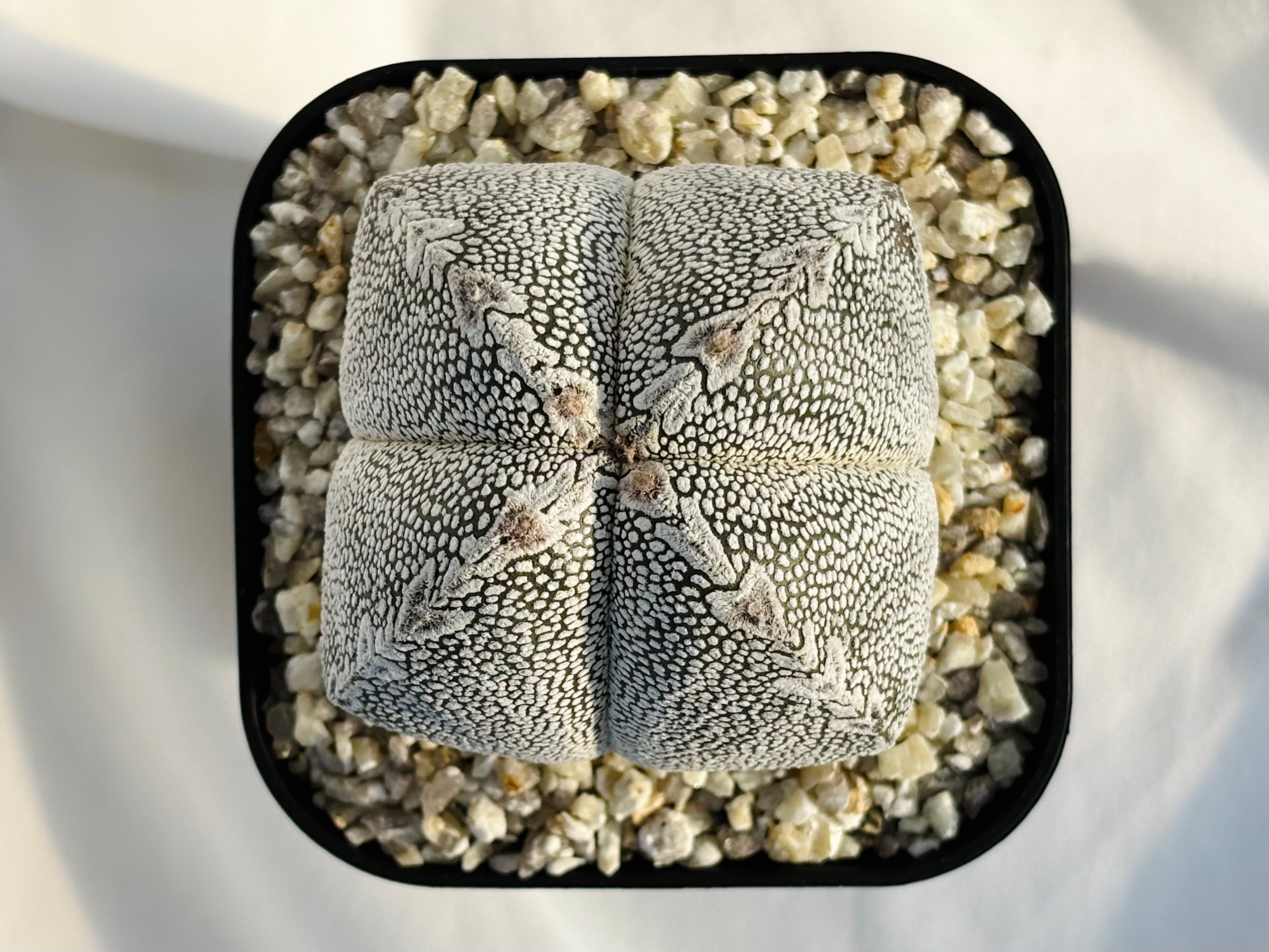 Astrophytum myriostigma アストロフィツム ランポー玉 恩塚鸞鳳玉