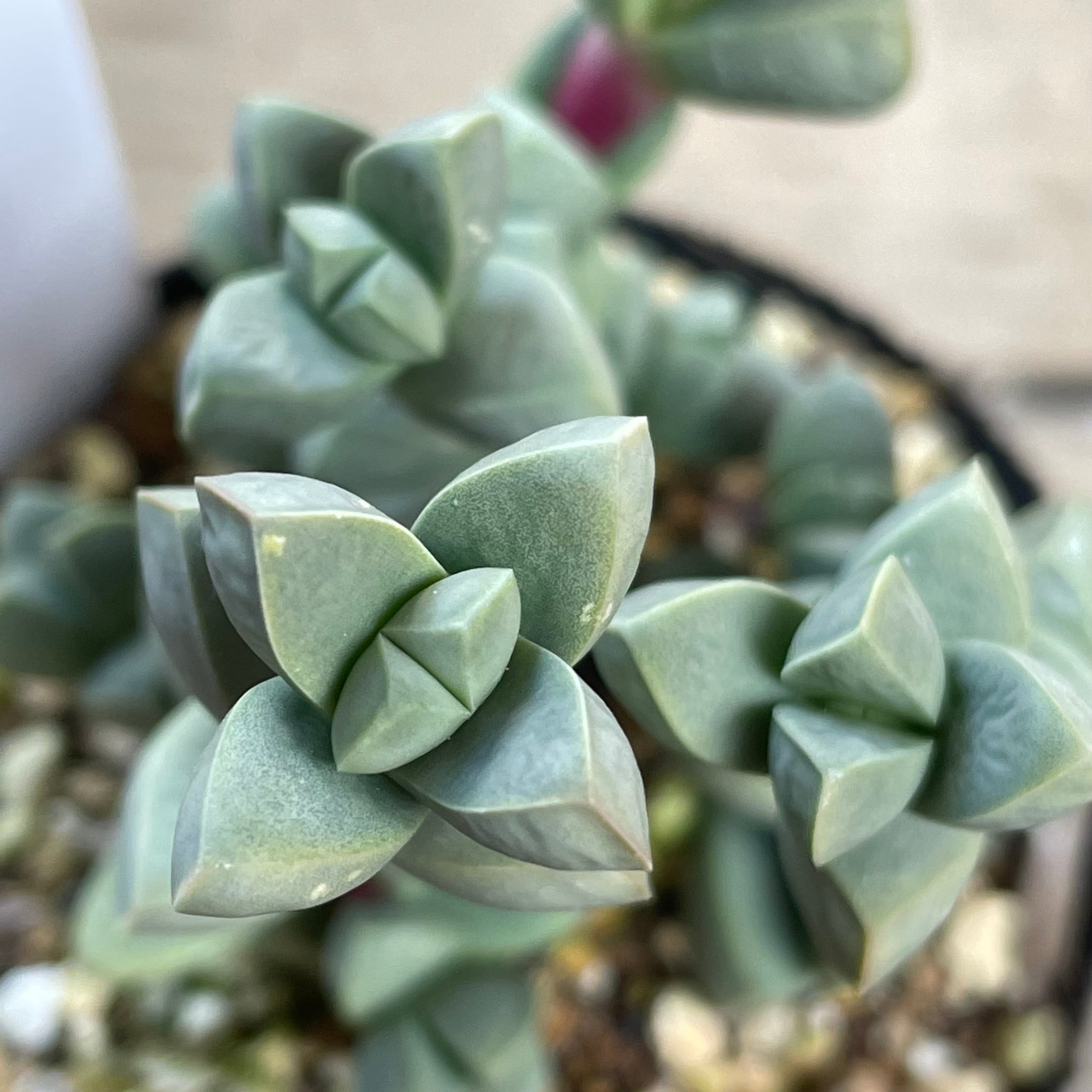 おまとめ！　39SALE！多肉植物^o^   レーマニー2種セット レーマニー | RuPo 多肉植物専門店