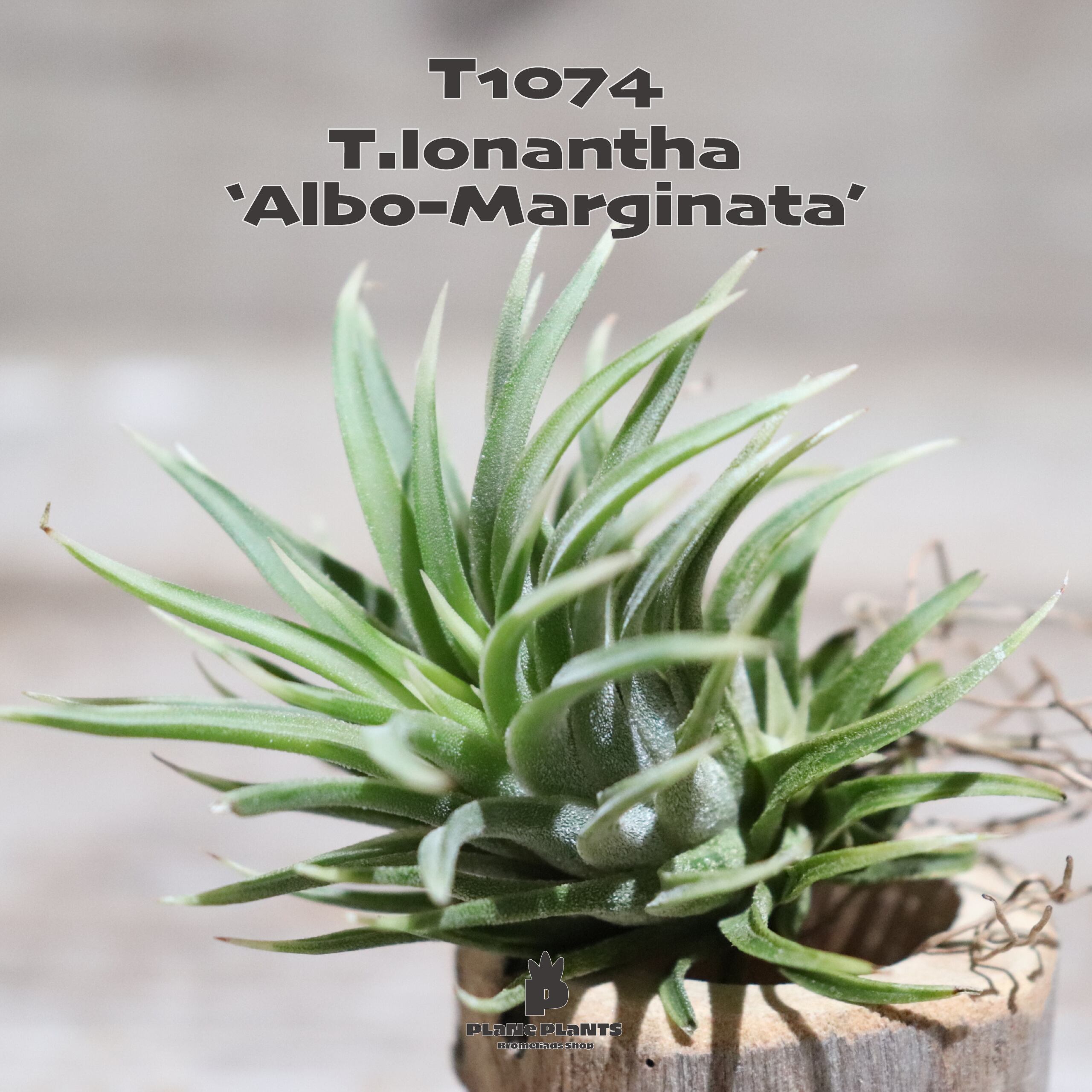 Tillandsia ionantha \u0027Albo-Marginata\u0027 Tillandsia