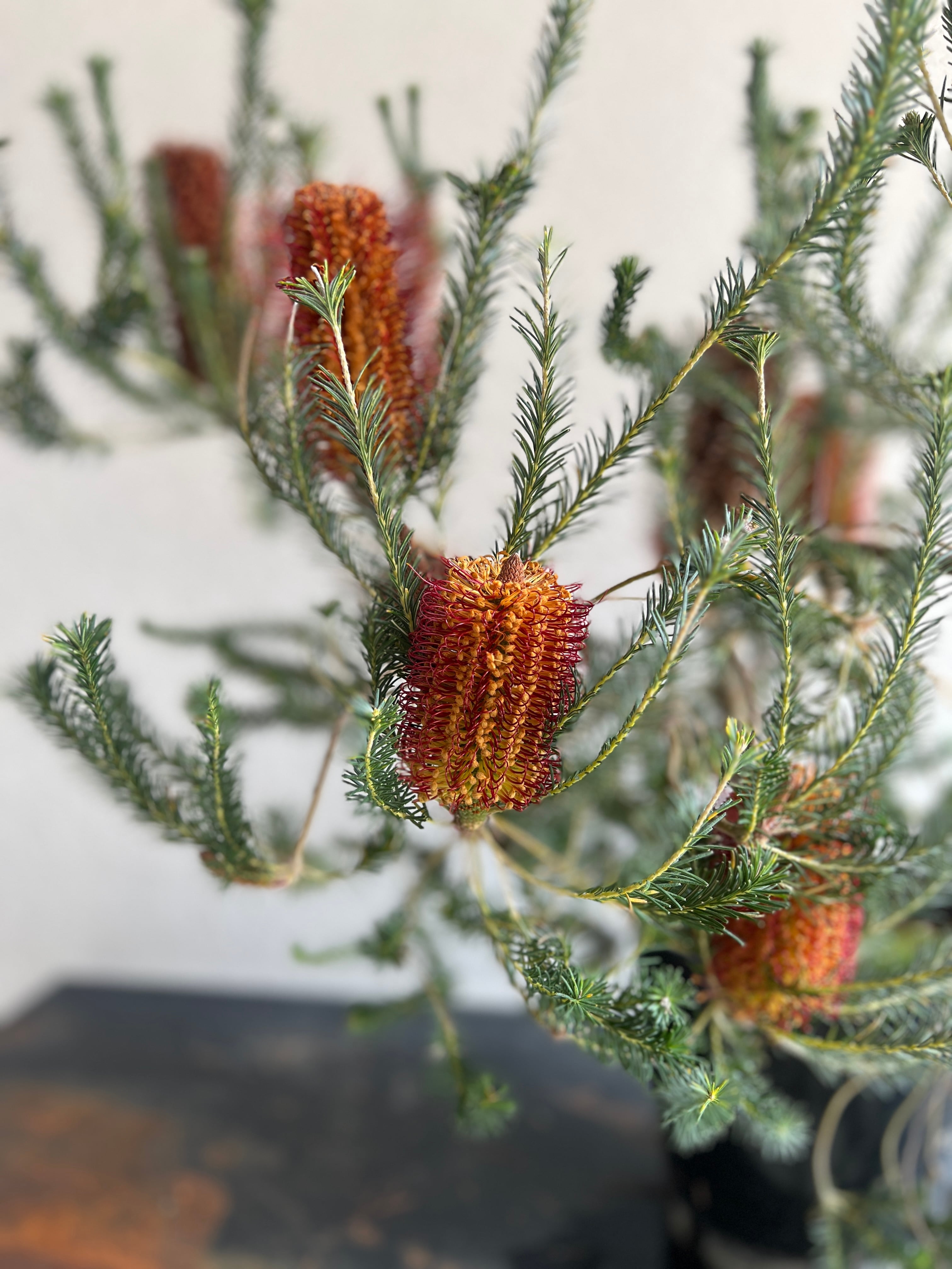 バンクシア リトルエリック | 沼ノ上農園