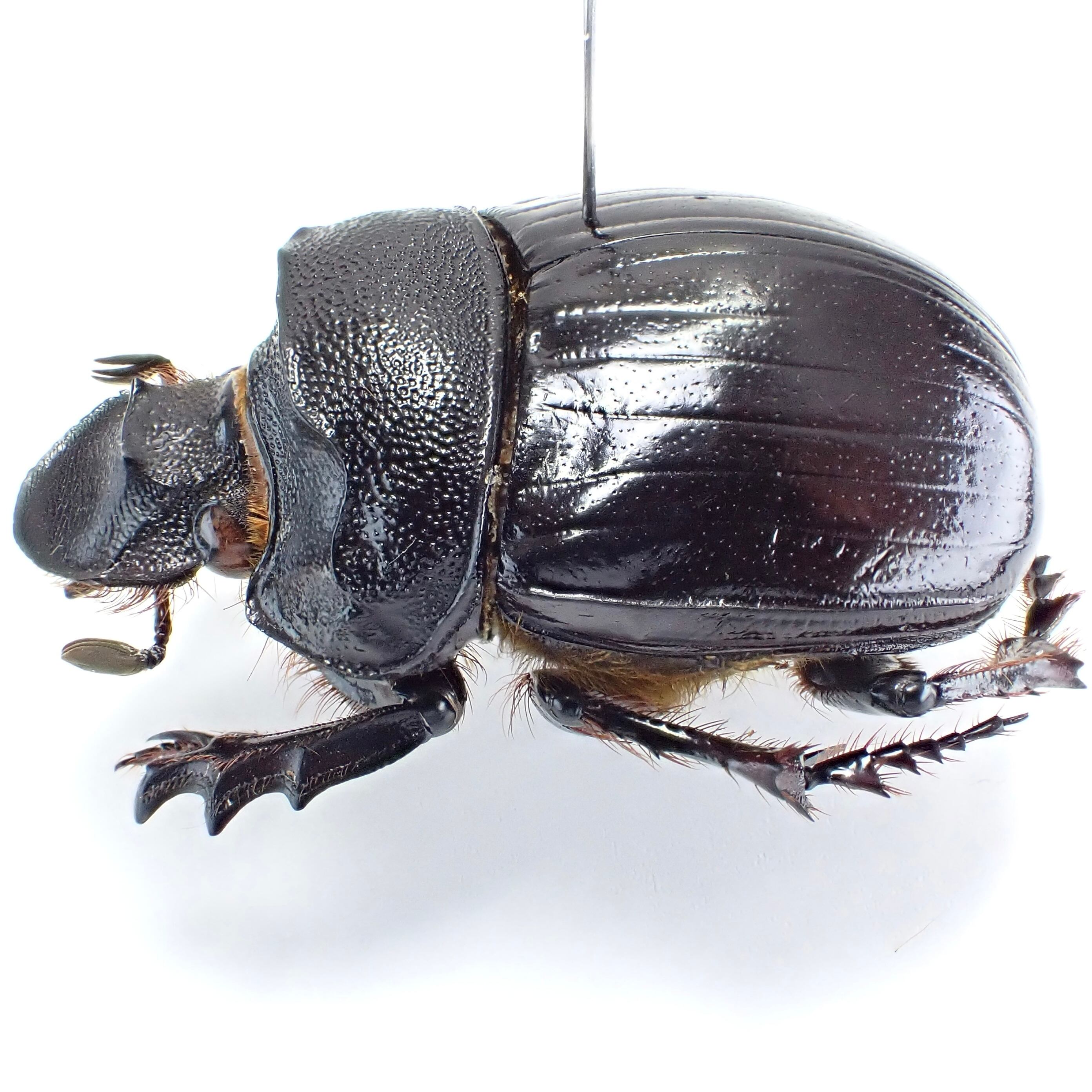 エチオピア産 Heliocopris densissa ♂♀ 35mm/38mm | 昆虫標本
