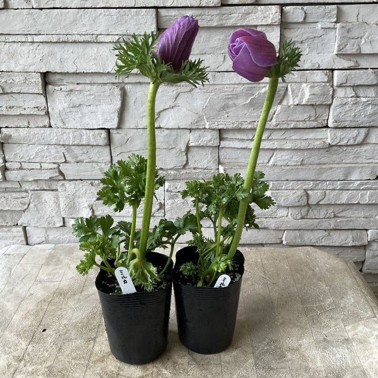 アネモネ ミストラルシリーズ 選べる5種 | 橋本種苗園