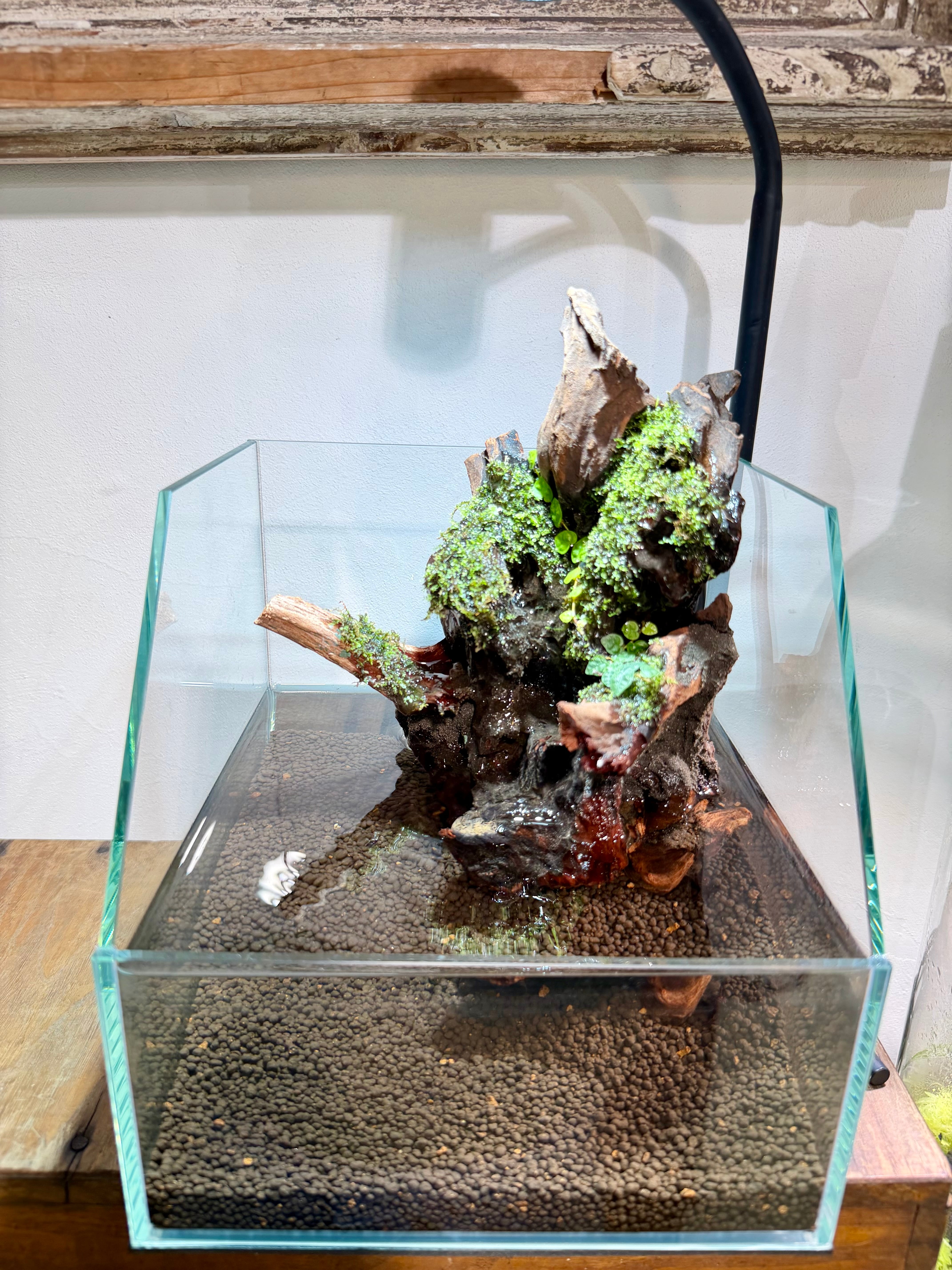 滝の流れるアクアリウム 再入荷！滝の流れるレイアウトキット！楽しみながら作って頂ける