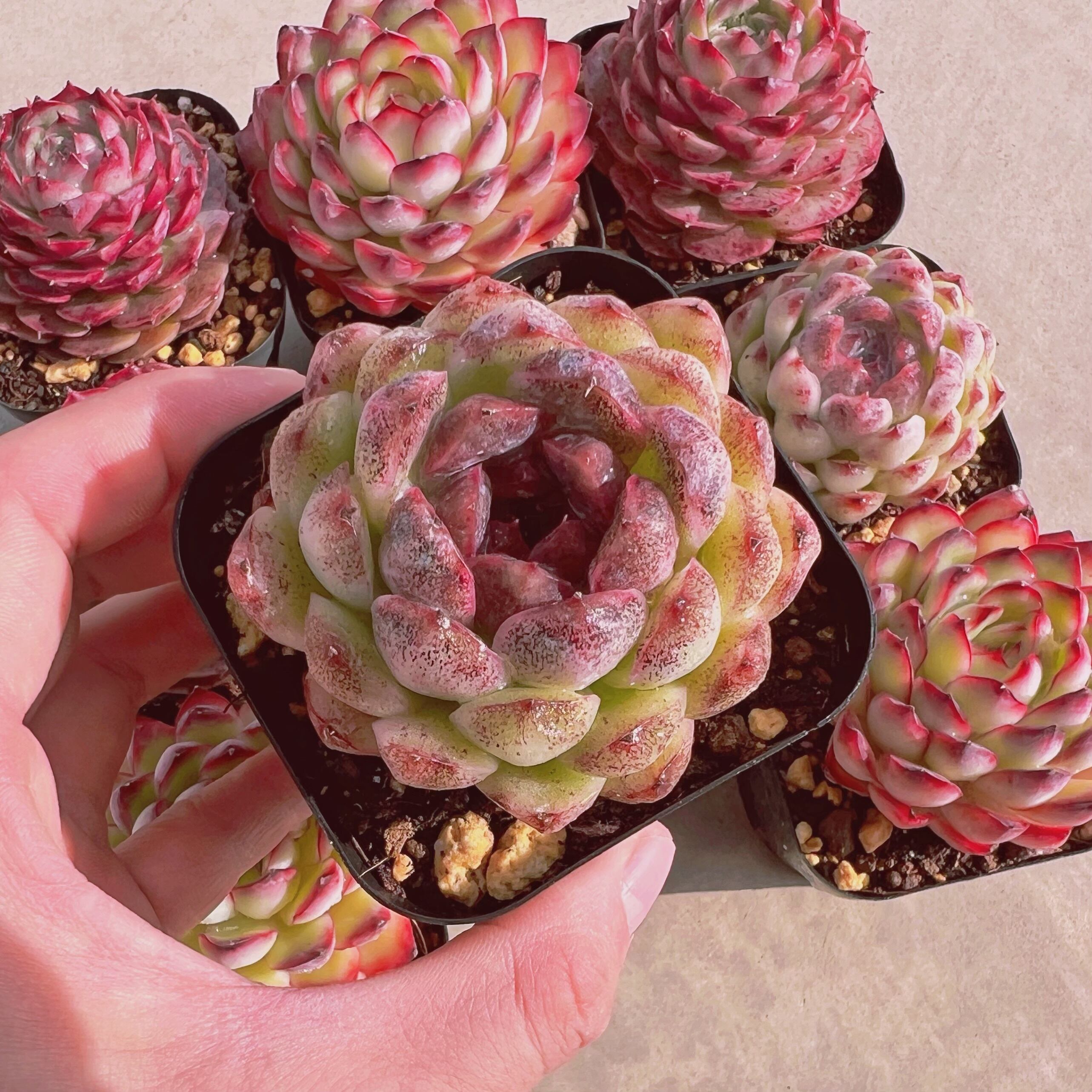 セットC(1月26日base販売会)