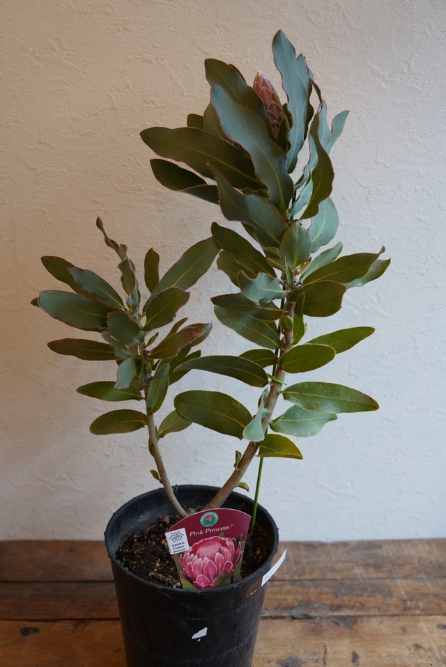 プロテア　ピンクプリンセス（1F）