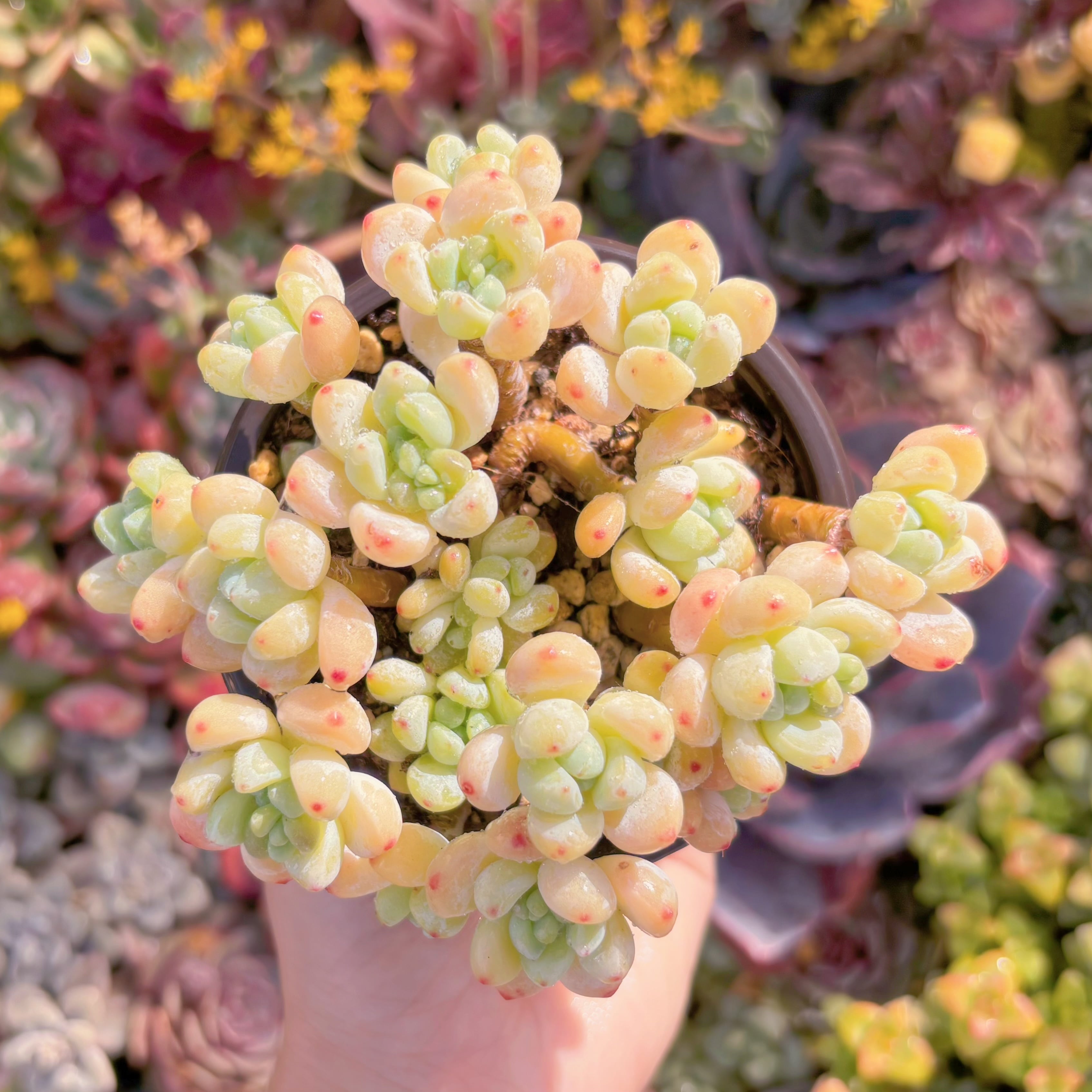 現品　ピンクラウル#M245　群生　るる農園