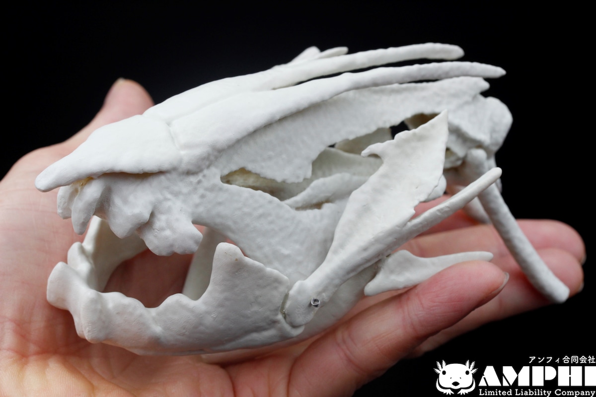 エウオプロケファルス　頭骨レプリカ エウオプロケファルス 頭骨レプリカ エウオプロケファルス 頭骨