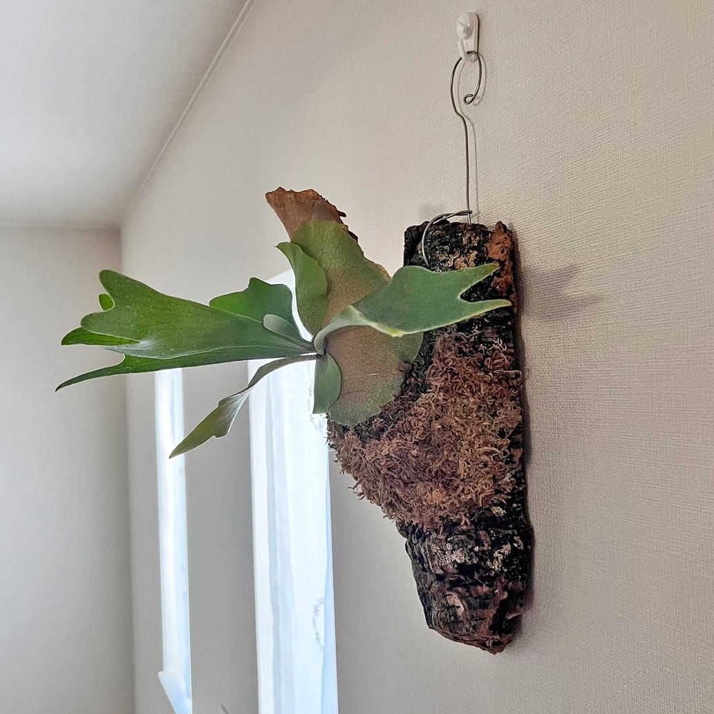 ビカクシダ ネザーランド 板付 【観葉植物 室内 コウモリラン
