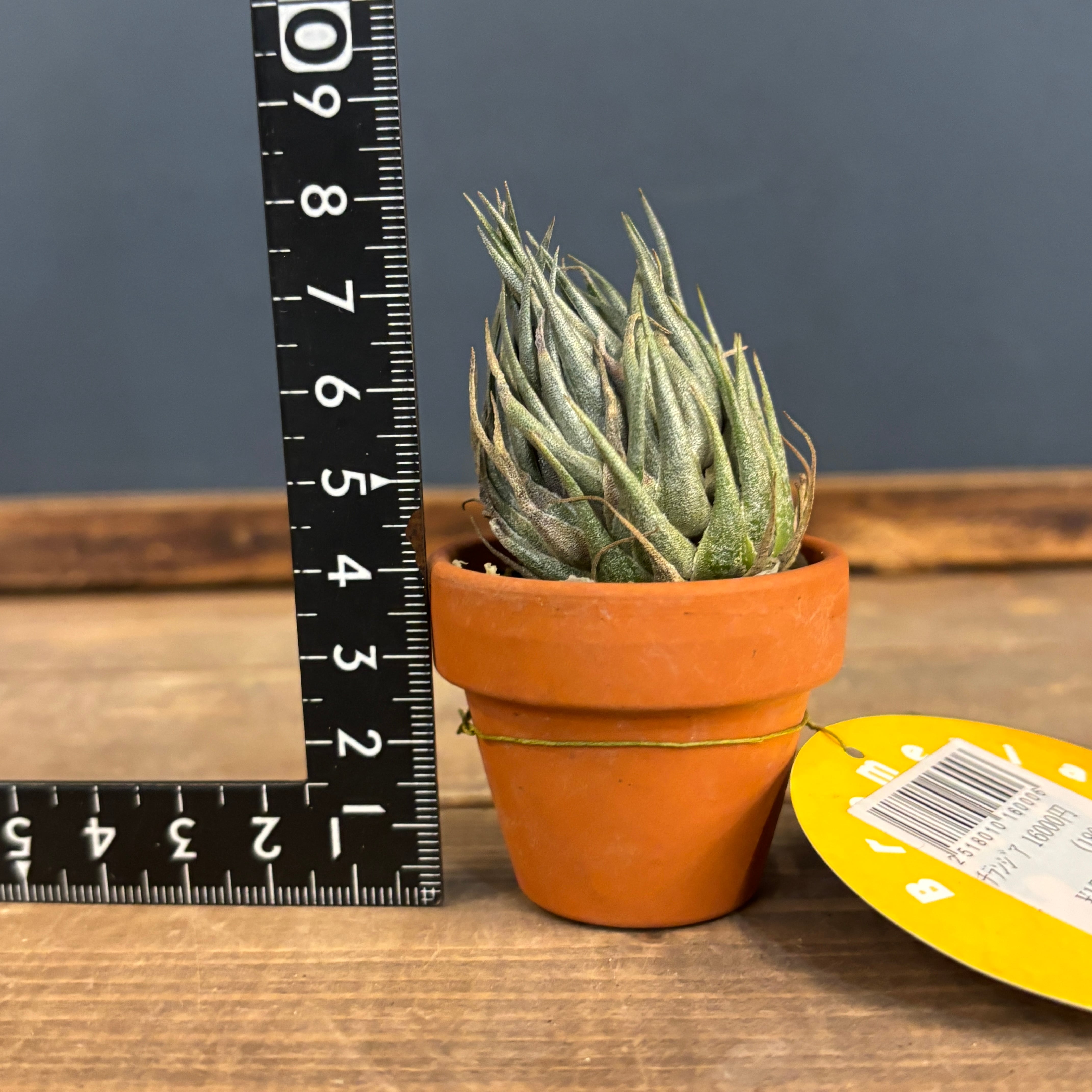 チランジア カウツキー【804】 | PROTOLEAF プロトリーフ