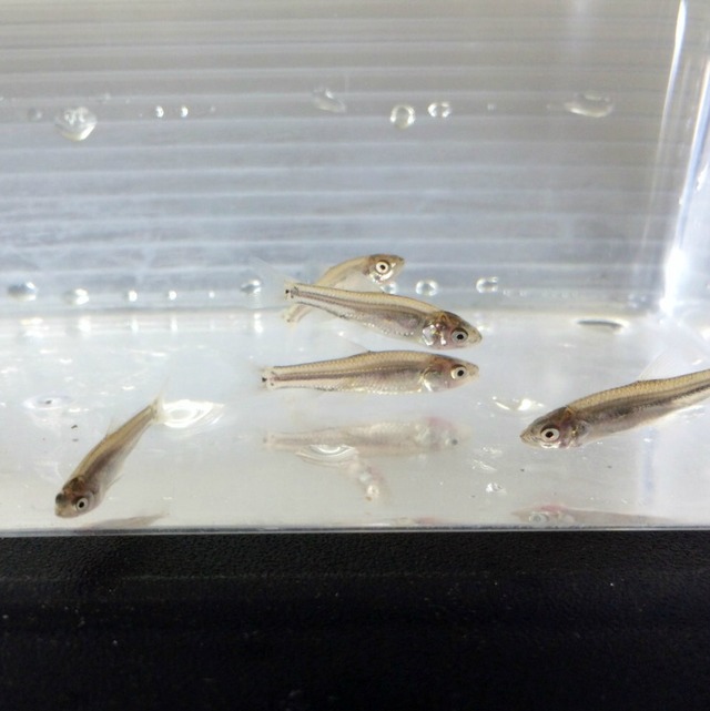 ※大口セット※（淡水魚）モロコ　3〜7ｃｍ±（10匹）【生体】