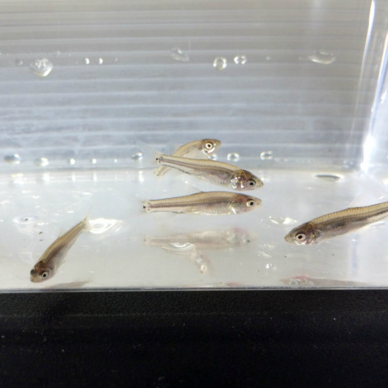 ※大口セット※(淡水魚)モロコ 3〜7cm±(10匹)【生体】