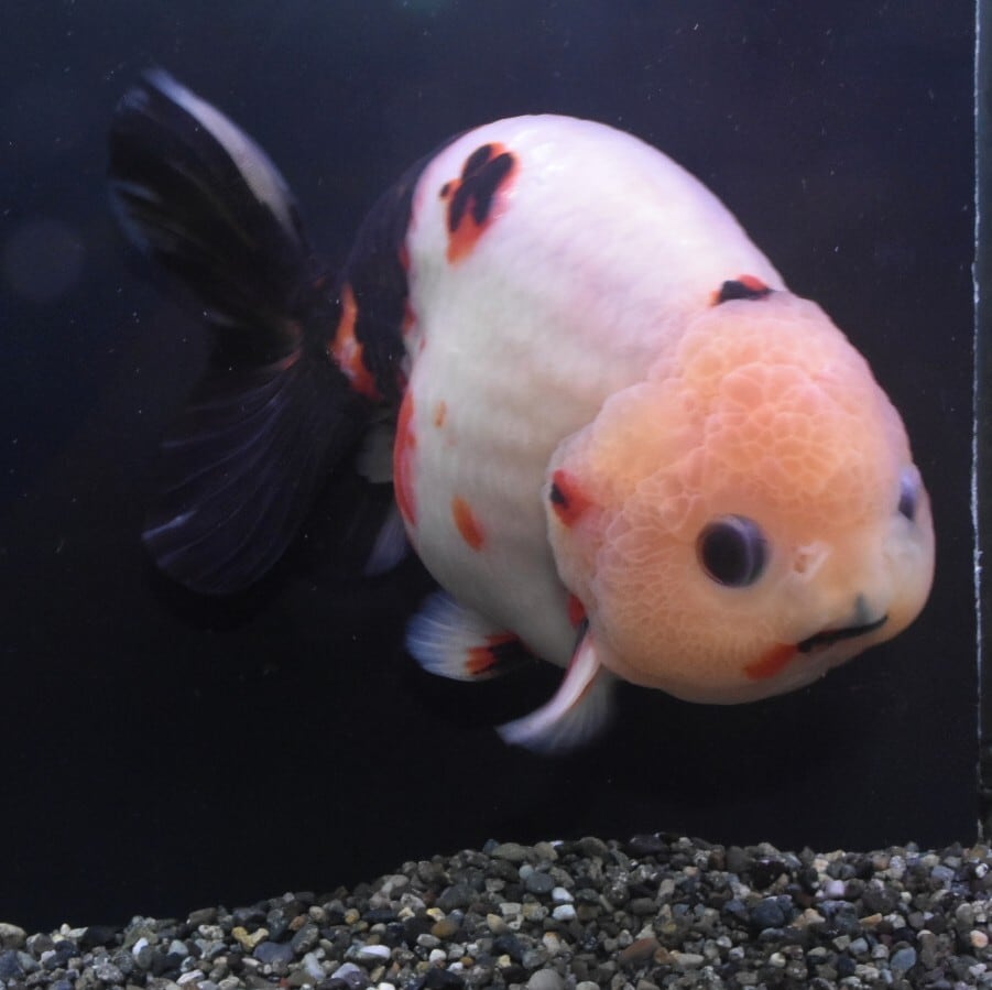 03ee14b51bffbb45130750feee5d11