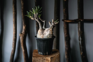 【新着】Pachypodium gracilius【中型株・店主が選抜した良型】パキポディウム グラキリス 塊根横幅11cm