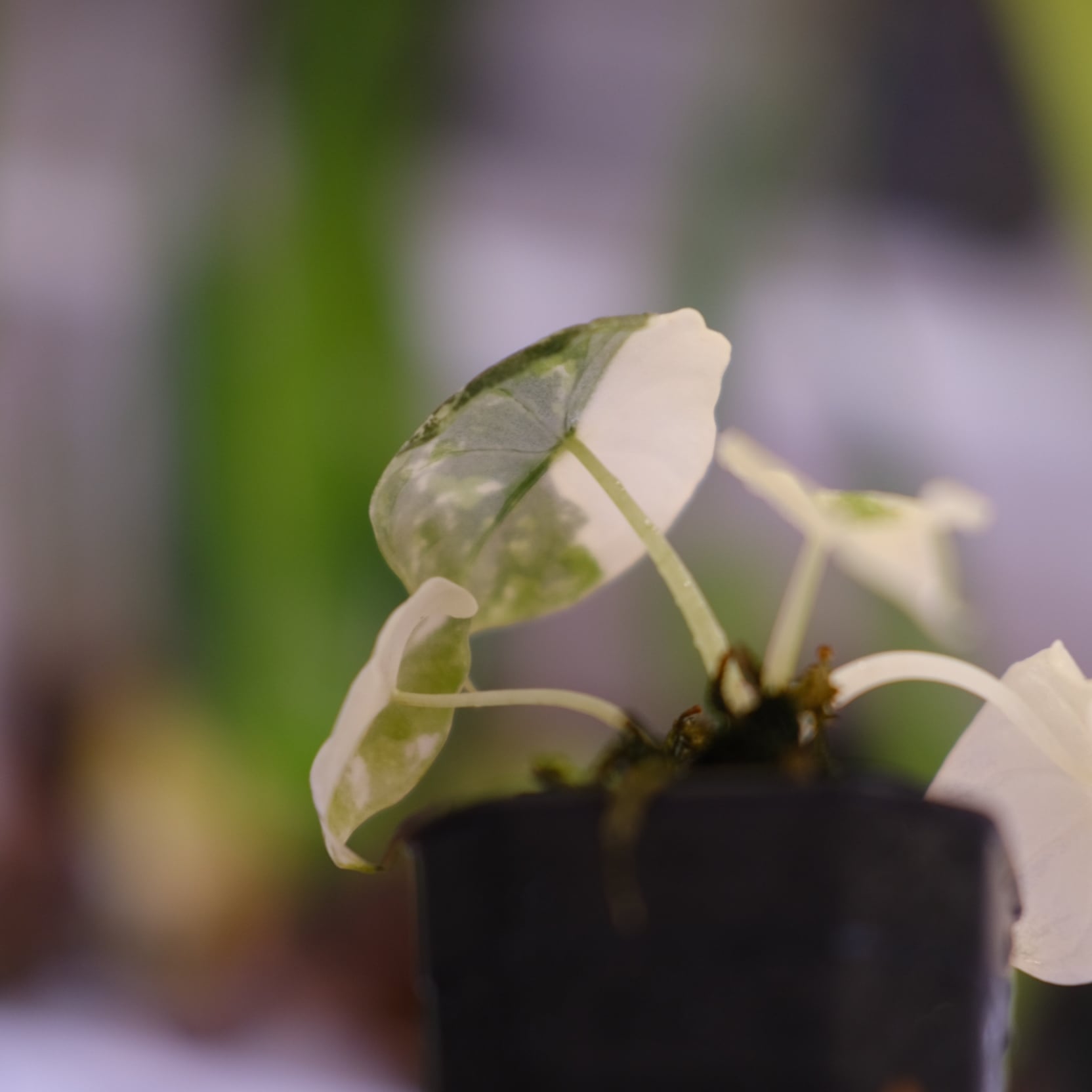 アロカシア メロ アルボ 斑入り Alocasia Melo Albo var. アロカシア メロ アルボ 斑入り Alocasia Melo Albo var. Alocasia