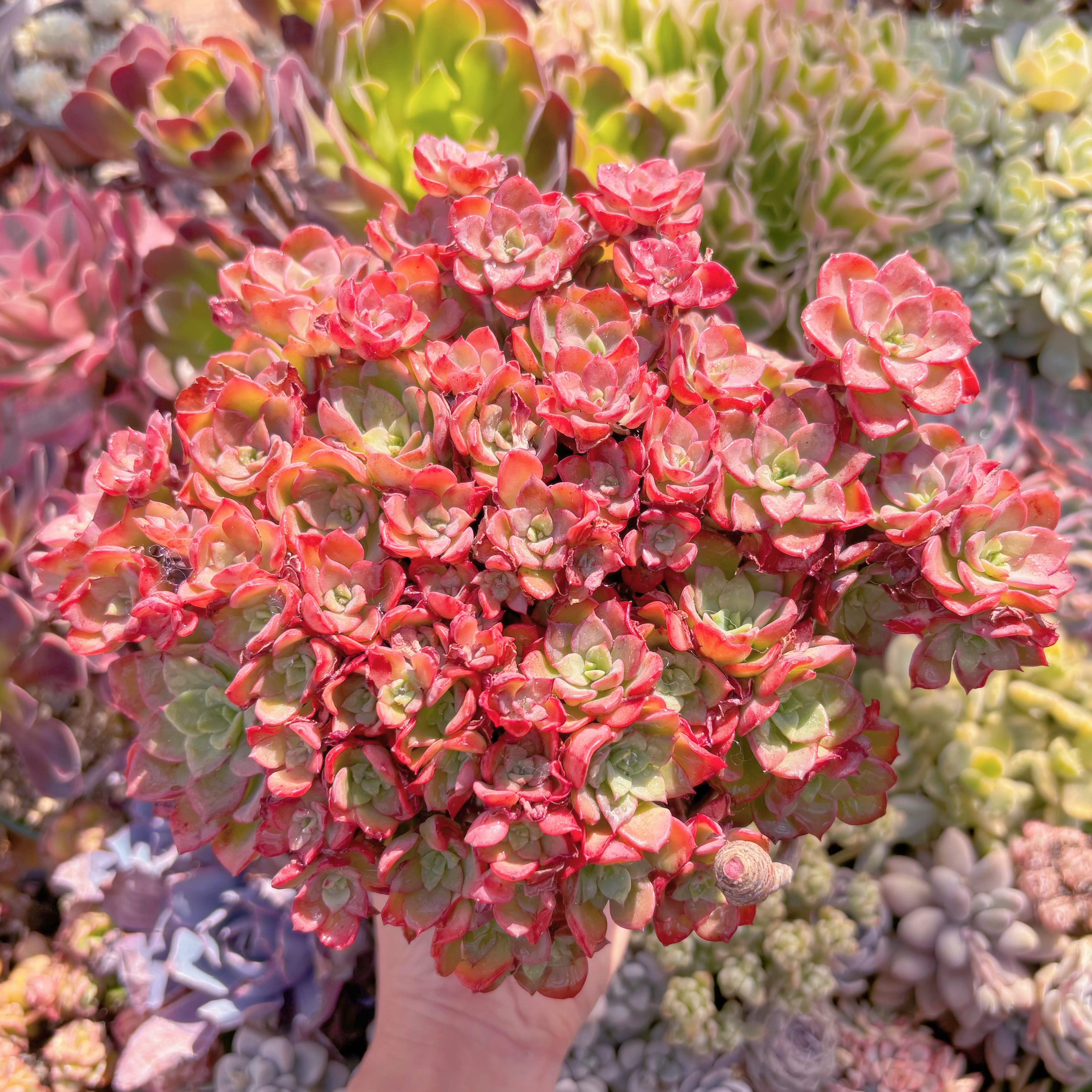 現品　ノーブル#1115　特特大群生　新入荷　るる農園