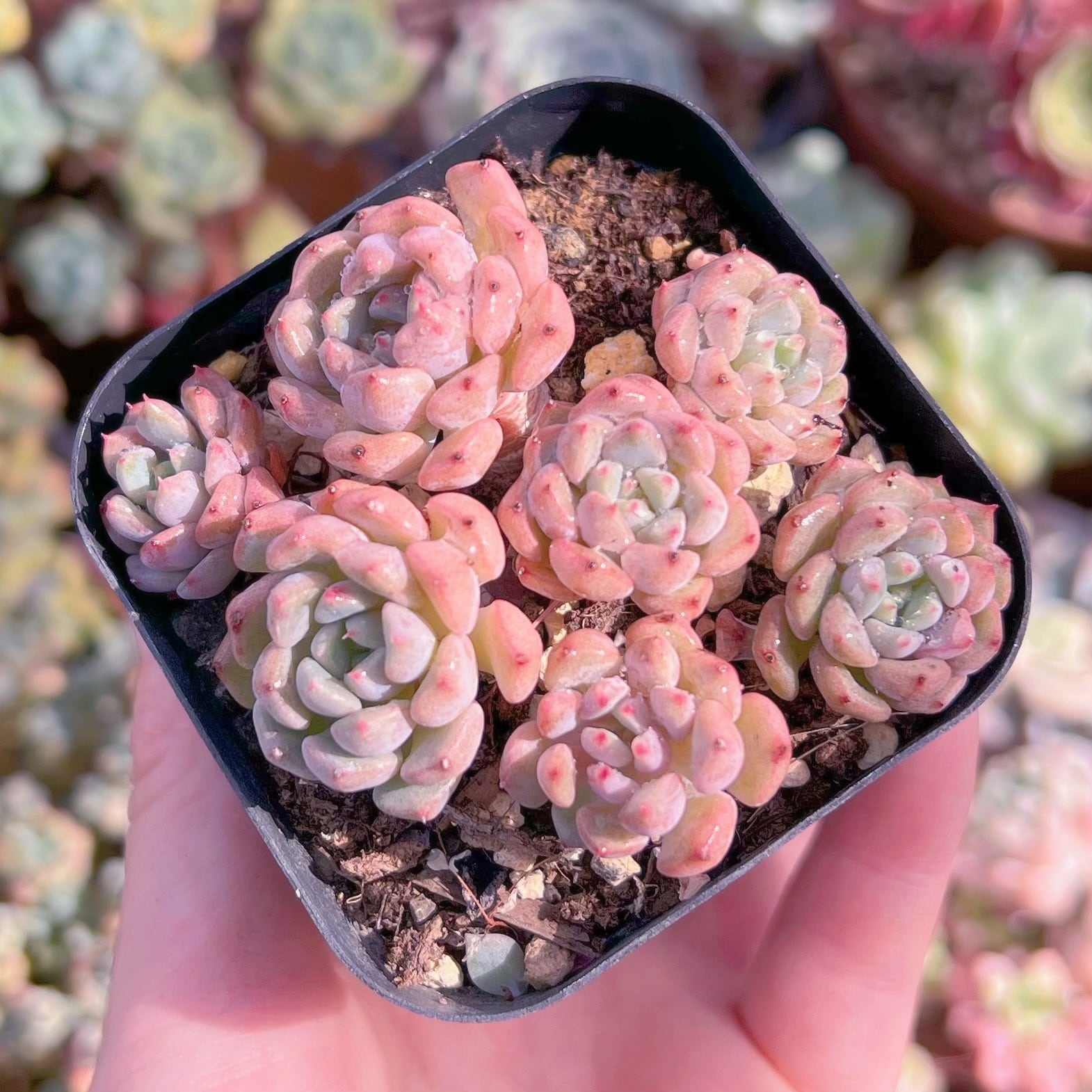 現品　ピンクバブル#541　るる農園