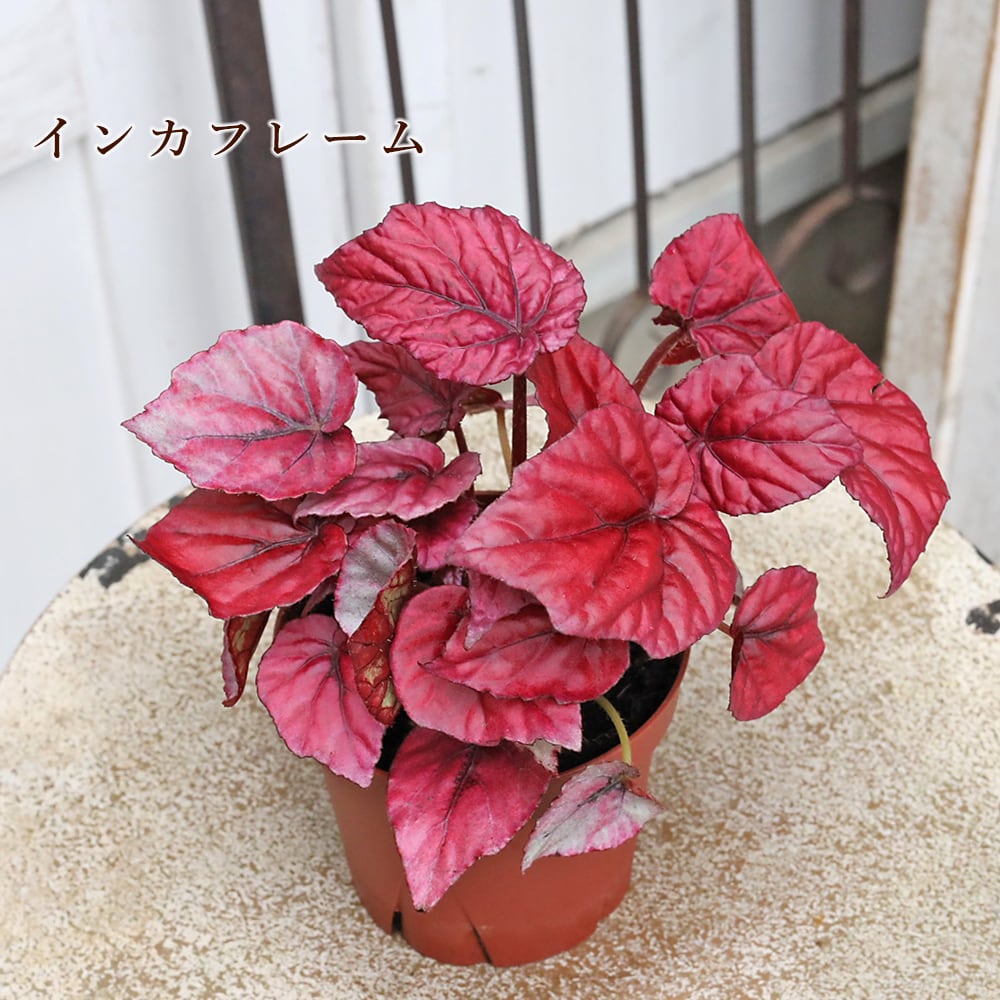 観葉植物 レックスベゴニア ビリーフシリーズ 3.5号 個性的 カラフル