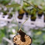 Stephania kaweesakii / ステファニア カウィーサキー⑥ / 観葉植物