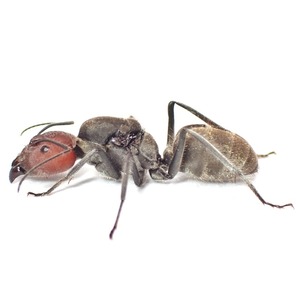 ズアカオオアリ｜女王｜コロニー｜Camponotus singularis