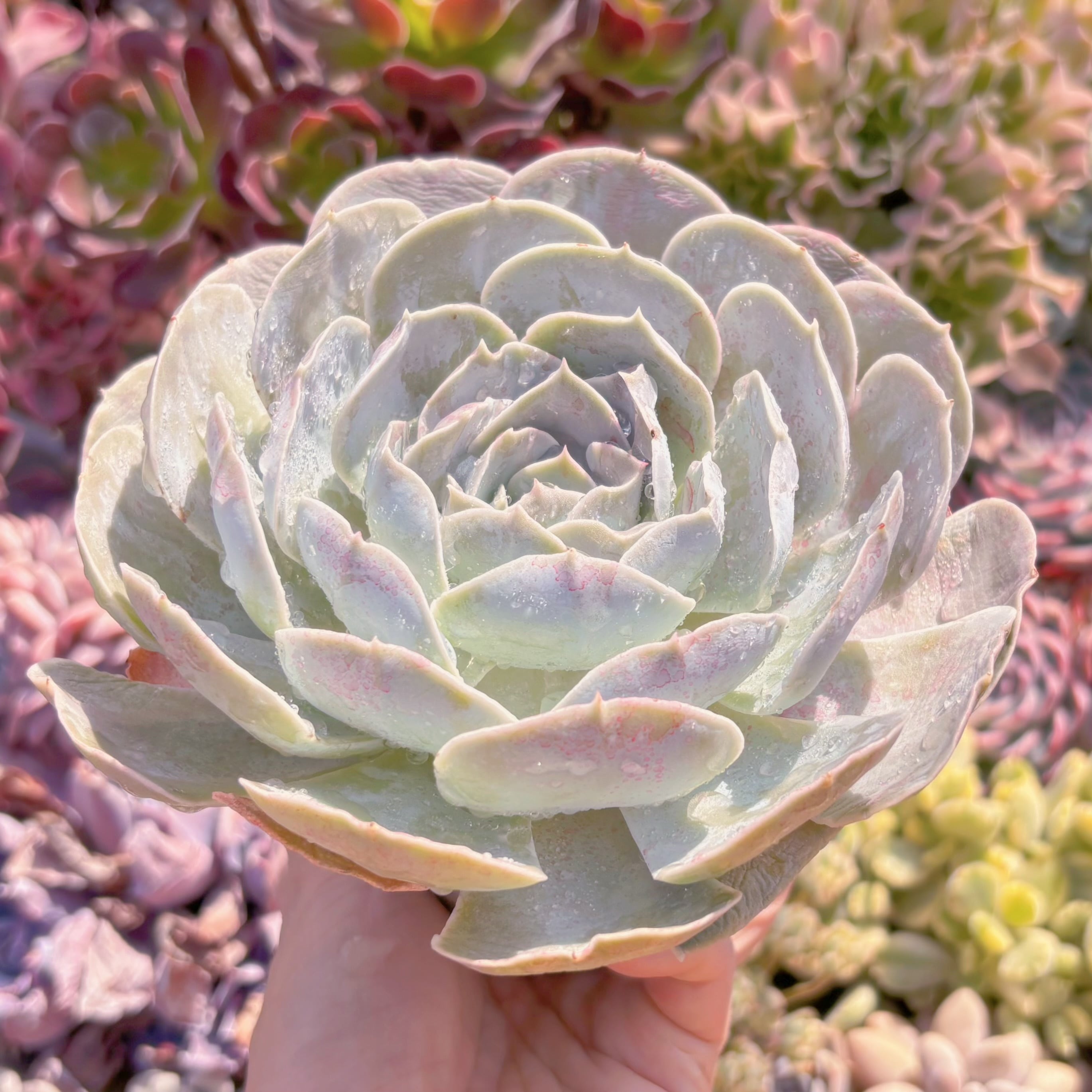 多肉植物 ルンヨニー サンカルロス 大苗 新入荷 るる農園 | るる農園