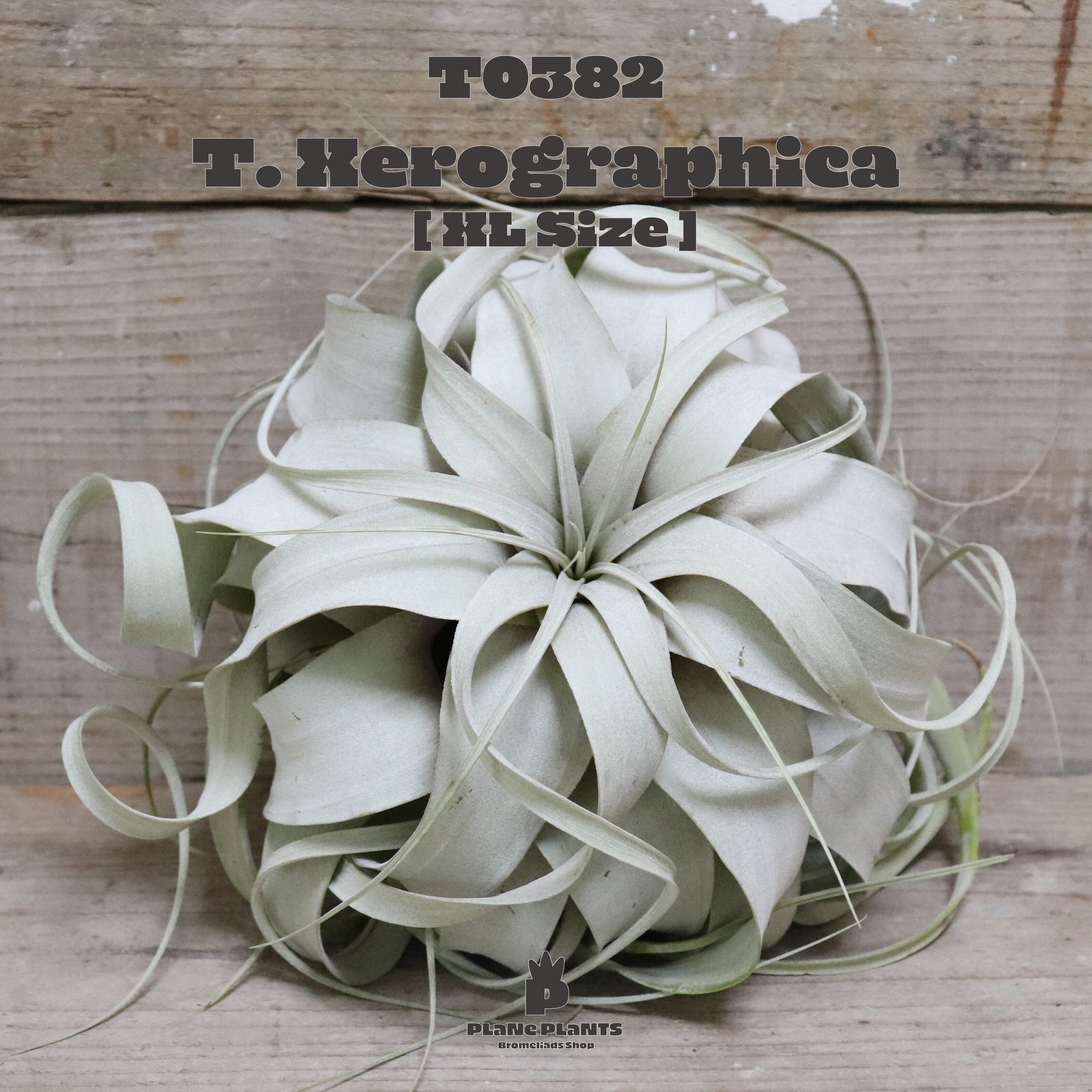 【送料無料】キセログラフィカXL〔エアプランツ〕現品発送T0382
