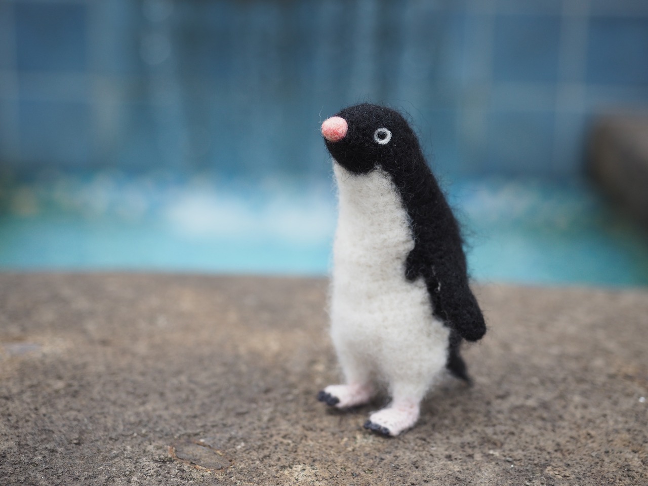 強気なアデリーペンギン