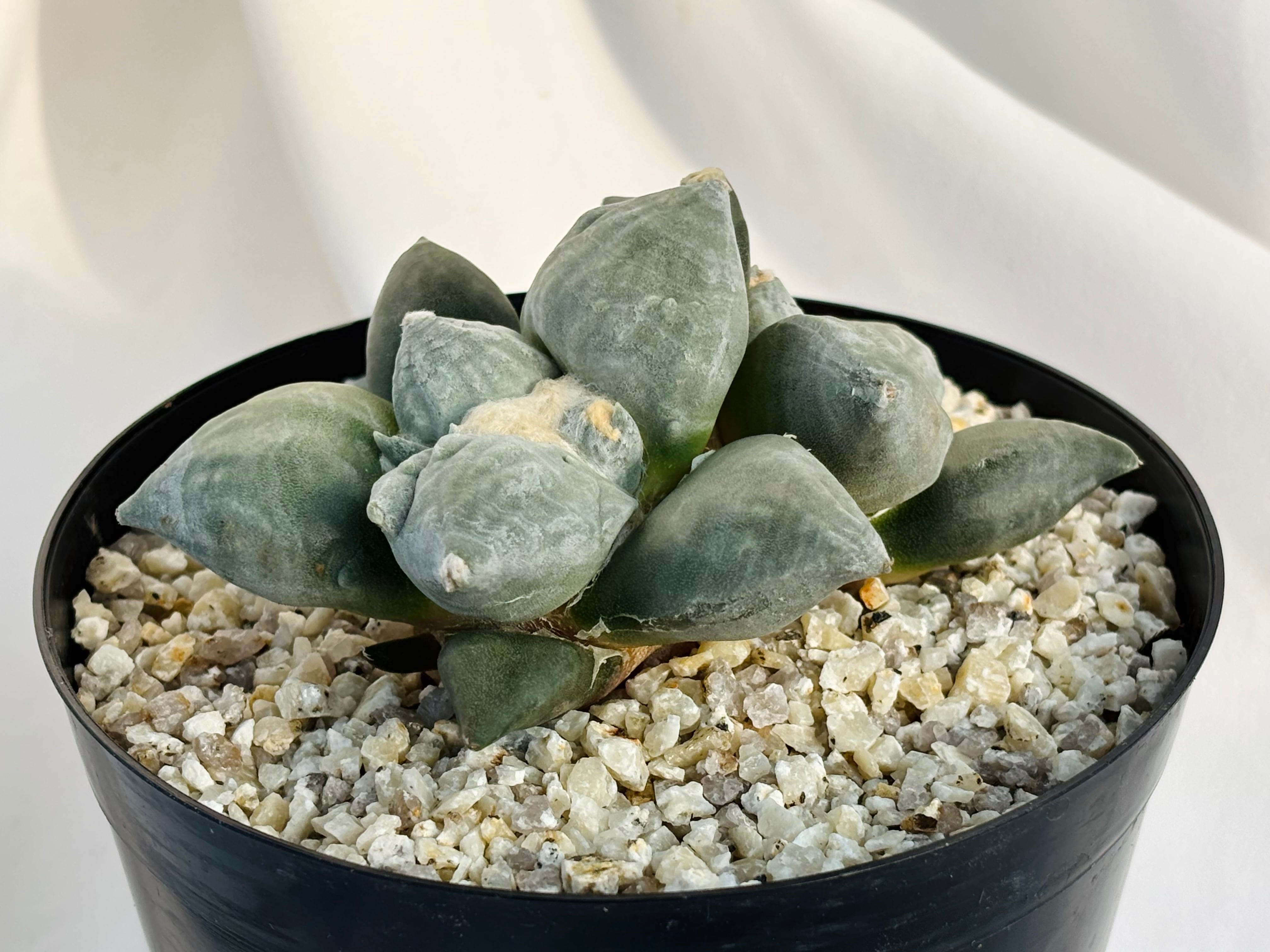 アリオカルプス 青磁モンスト 多肉植物 青磁牡丹xモンスト：アリオカルプス属 (B06) ※実生 | 万緑 BAN RYOKU