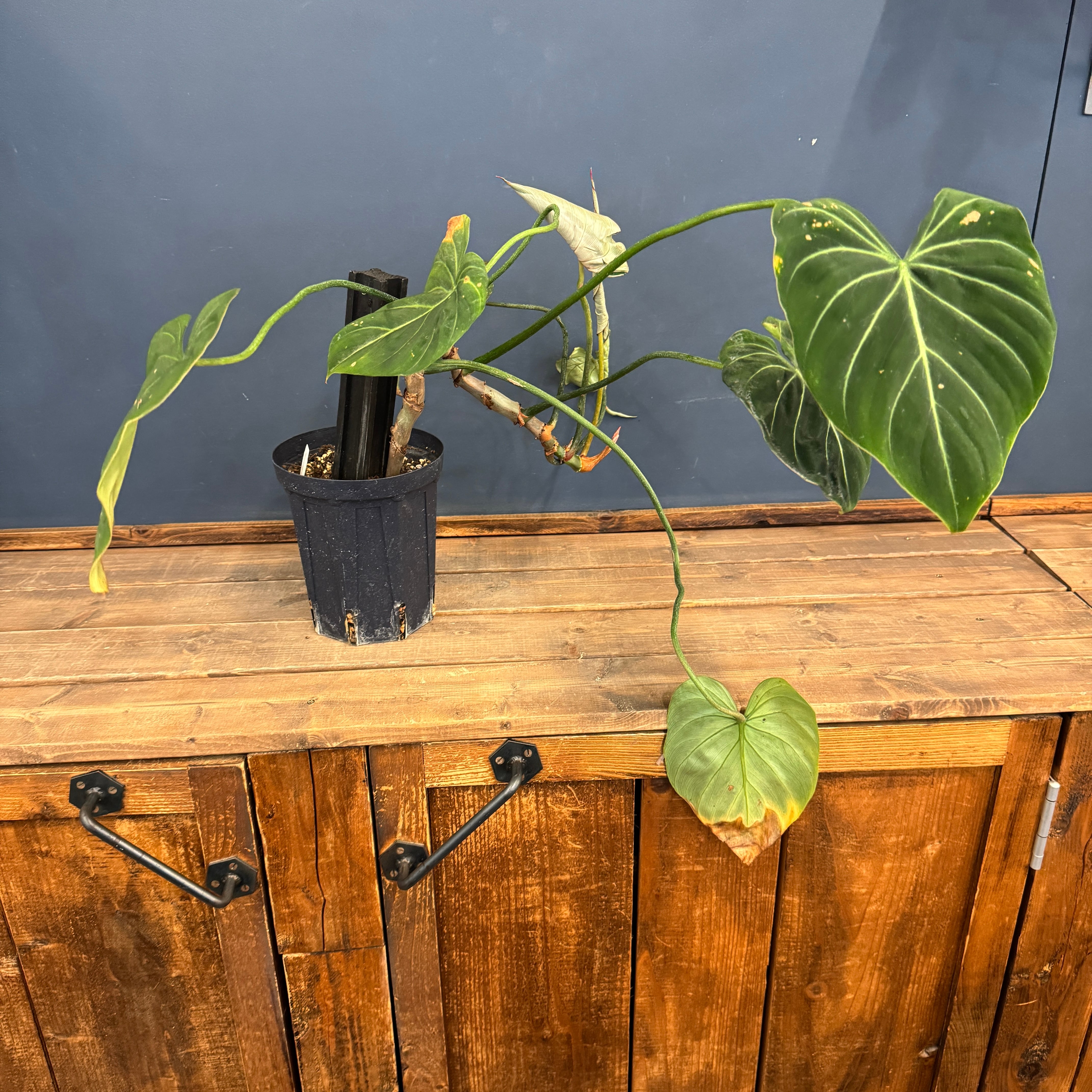 クリアランス】フィロデンドロン グロリオーサム【16】 | PROTOLEAF