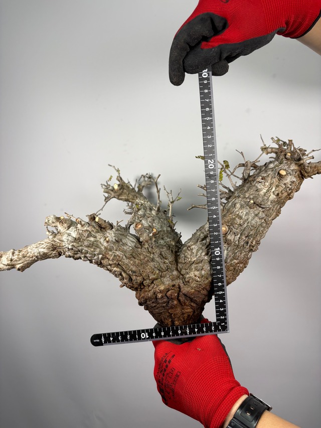 F148 現地発根株 オペルクリカリア パキプス 6/15 入荷 Operculicarya pachypus 塊根植物 現地球