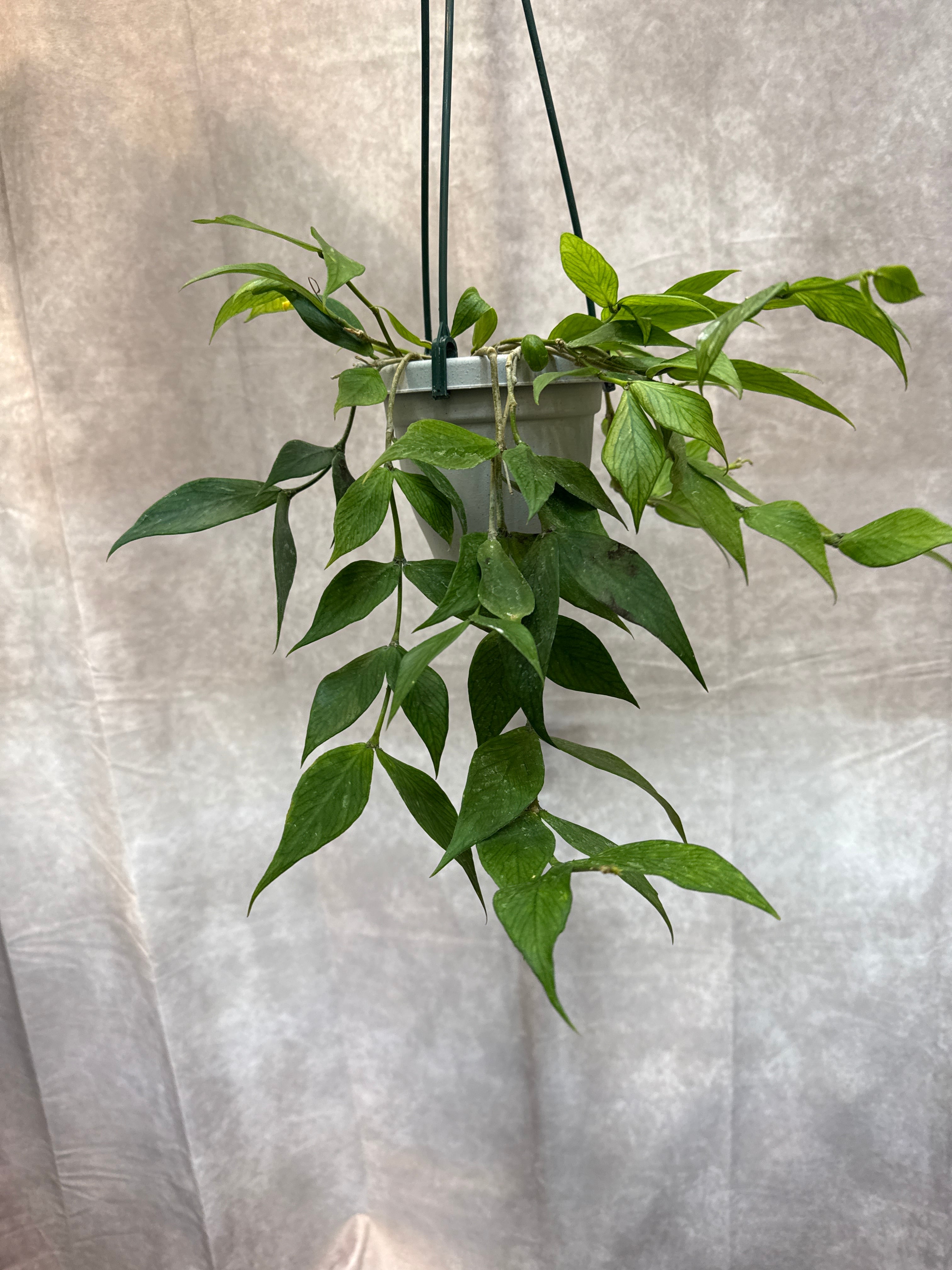 ホヤ ポリネウラ (フィッシュテール) | Gardenえん 【観葉熱帯植物】