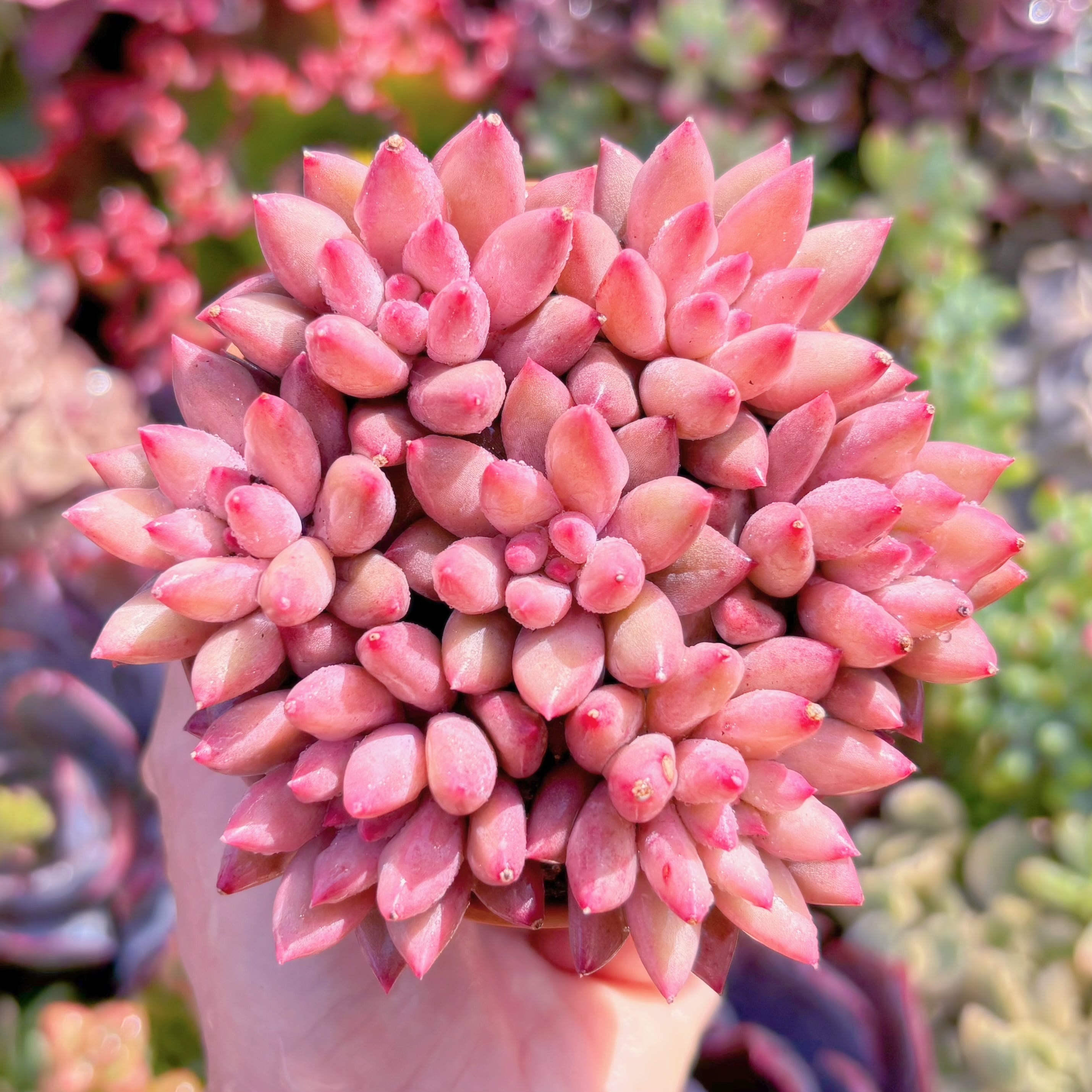 多肉植物　金魚姫(7苗)　新入荷　るる農園