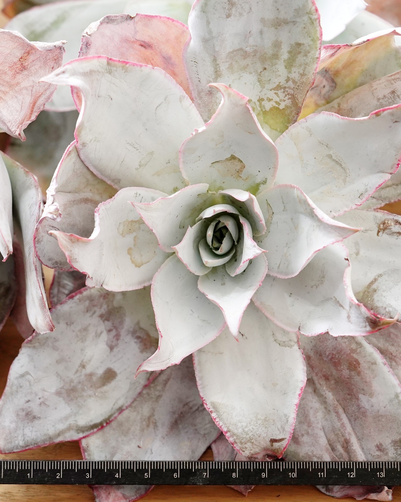 一部発根済カット苗 カンテ XL Echeveria cante