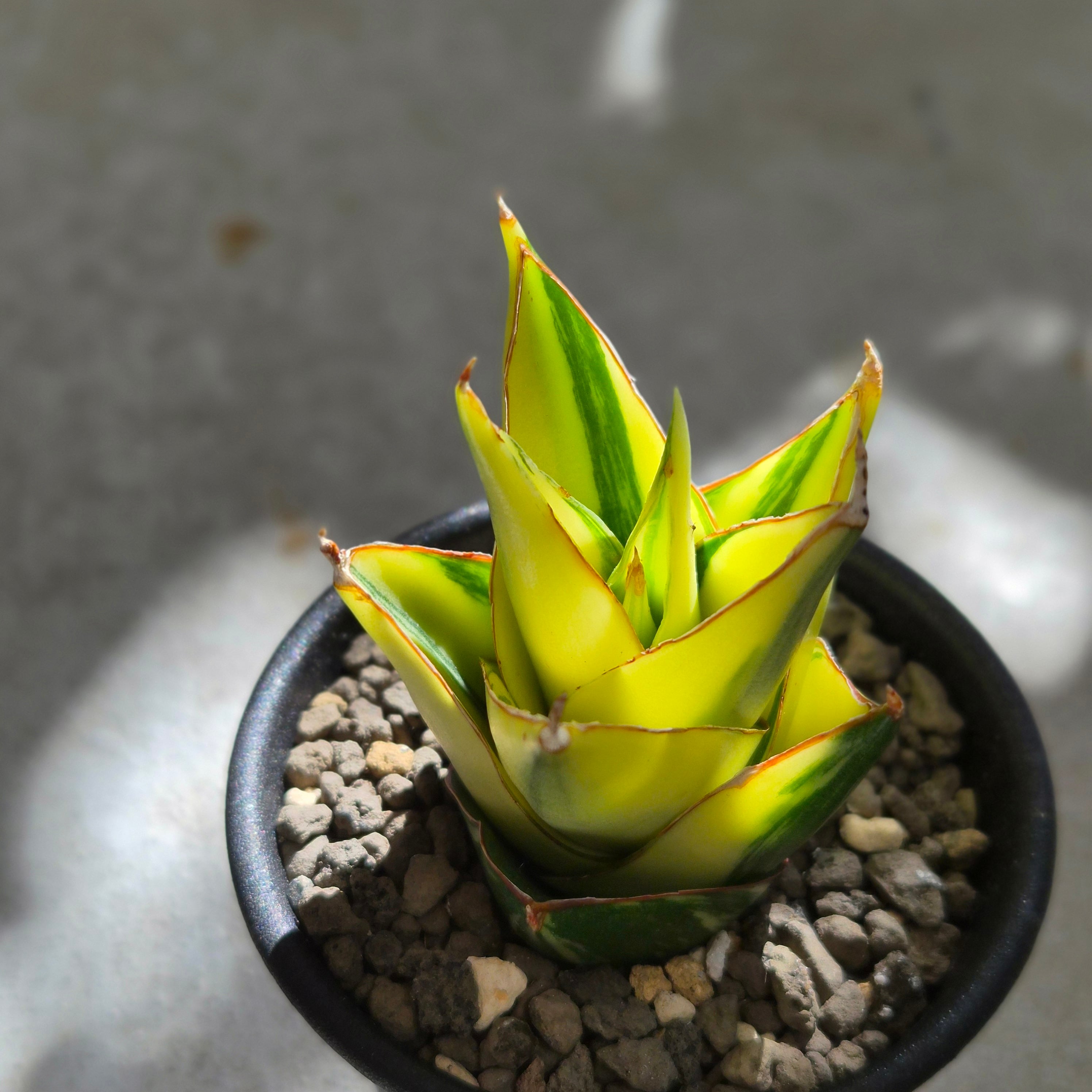 S18499★オークション販売★ サンスベリア タワー 極上斑入り！ Sansevieria 'Tower Variegated' サンスベリア・タワー 斑入り