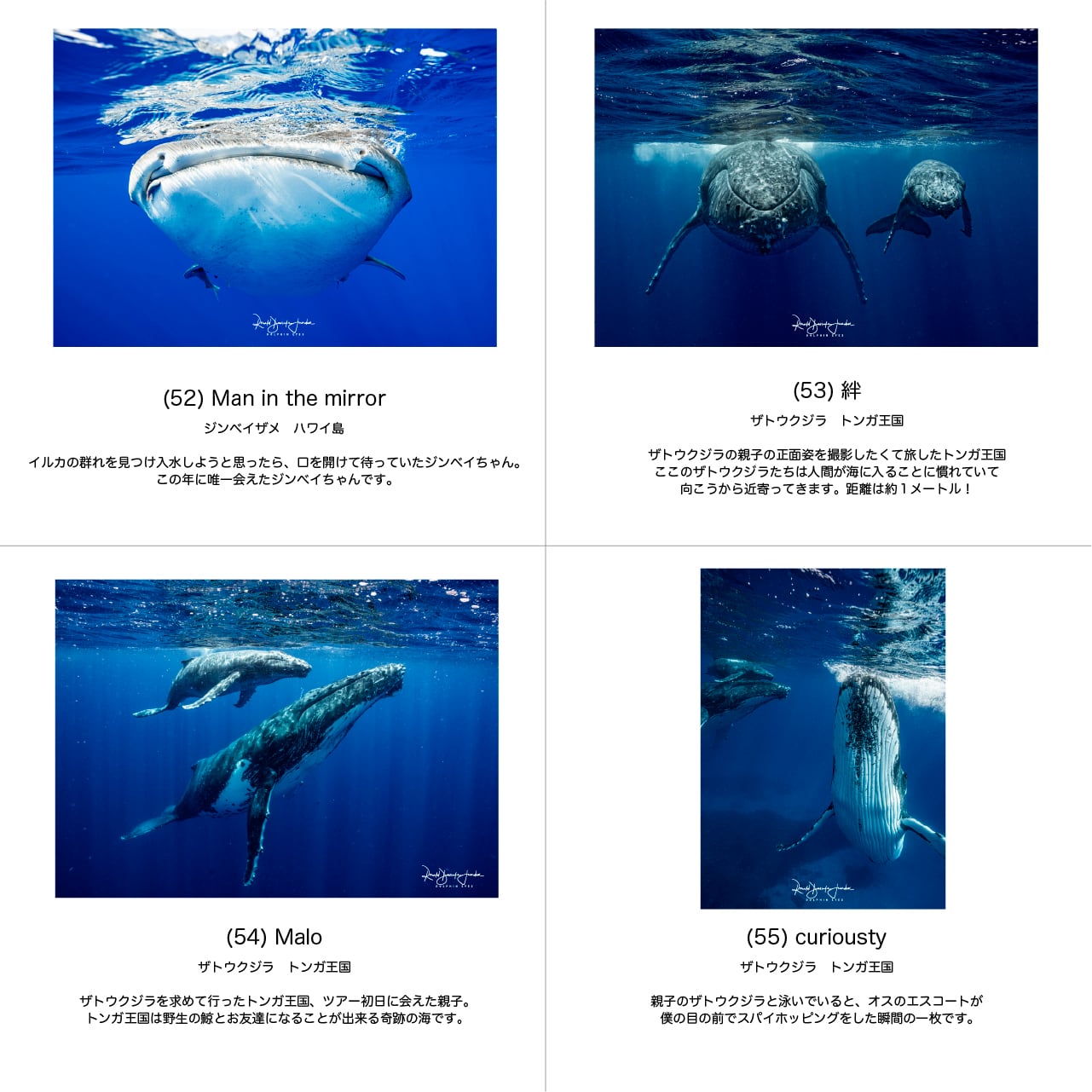 DOLPHIN EYES 写真パネル A2サイズ相当 イルカ・クジラ・ウミガメ