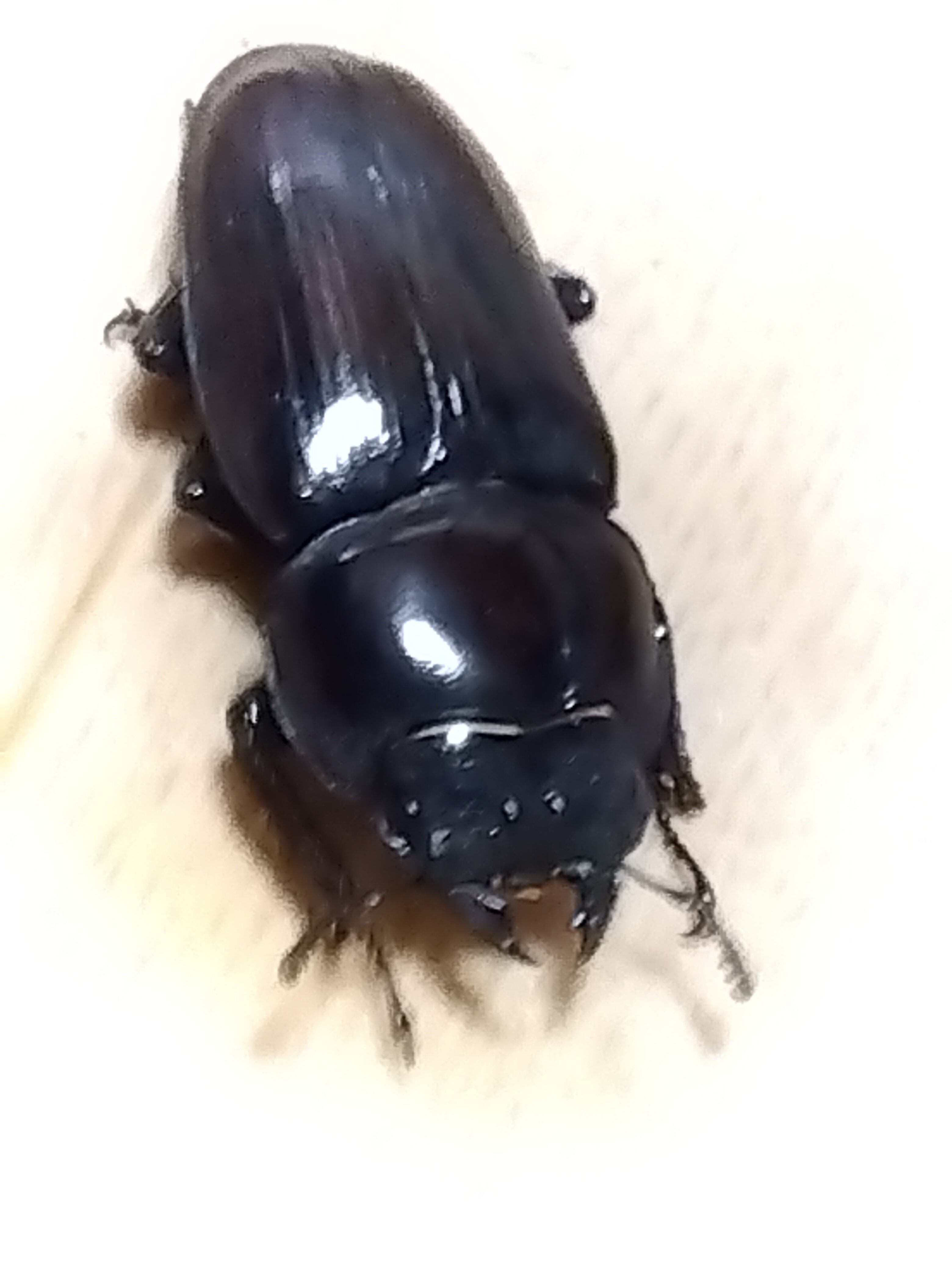 オオクワガタ久留米産オス 極太 82.5 mm