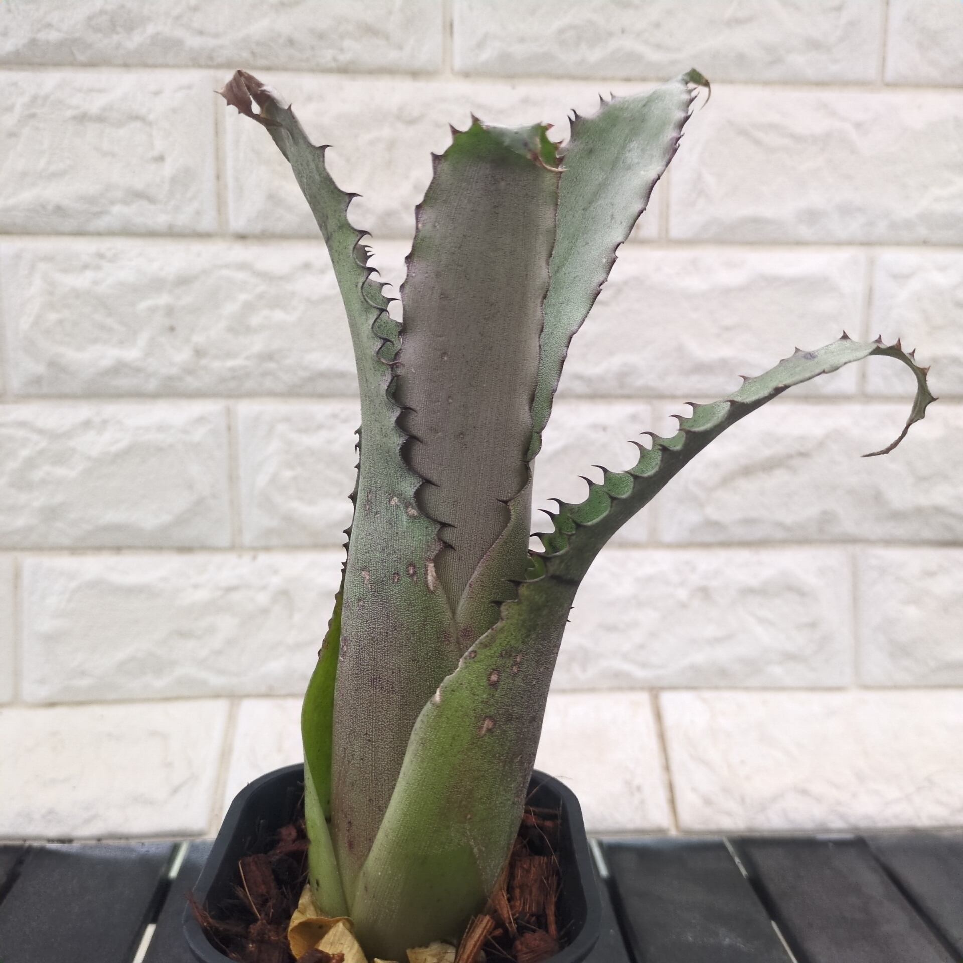 ︎︎︎︎☑︎ P.willinckii Bogor Mr.Suddan sp ビカクシダ P